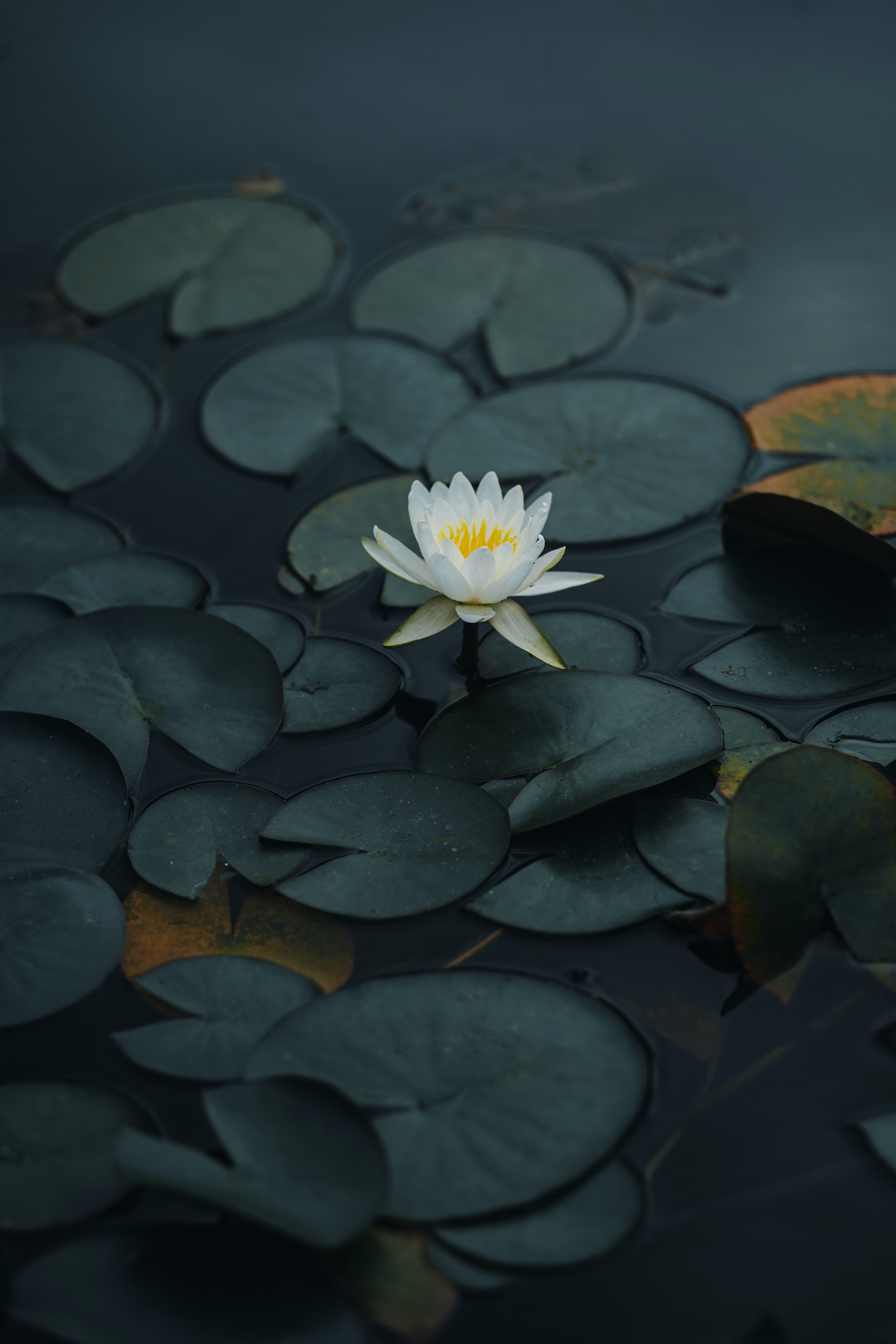 lotus, flowers, water, leaves, flower, petals, basin Full HD