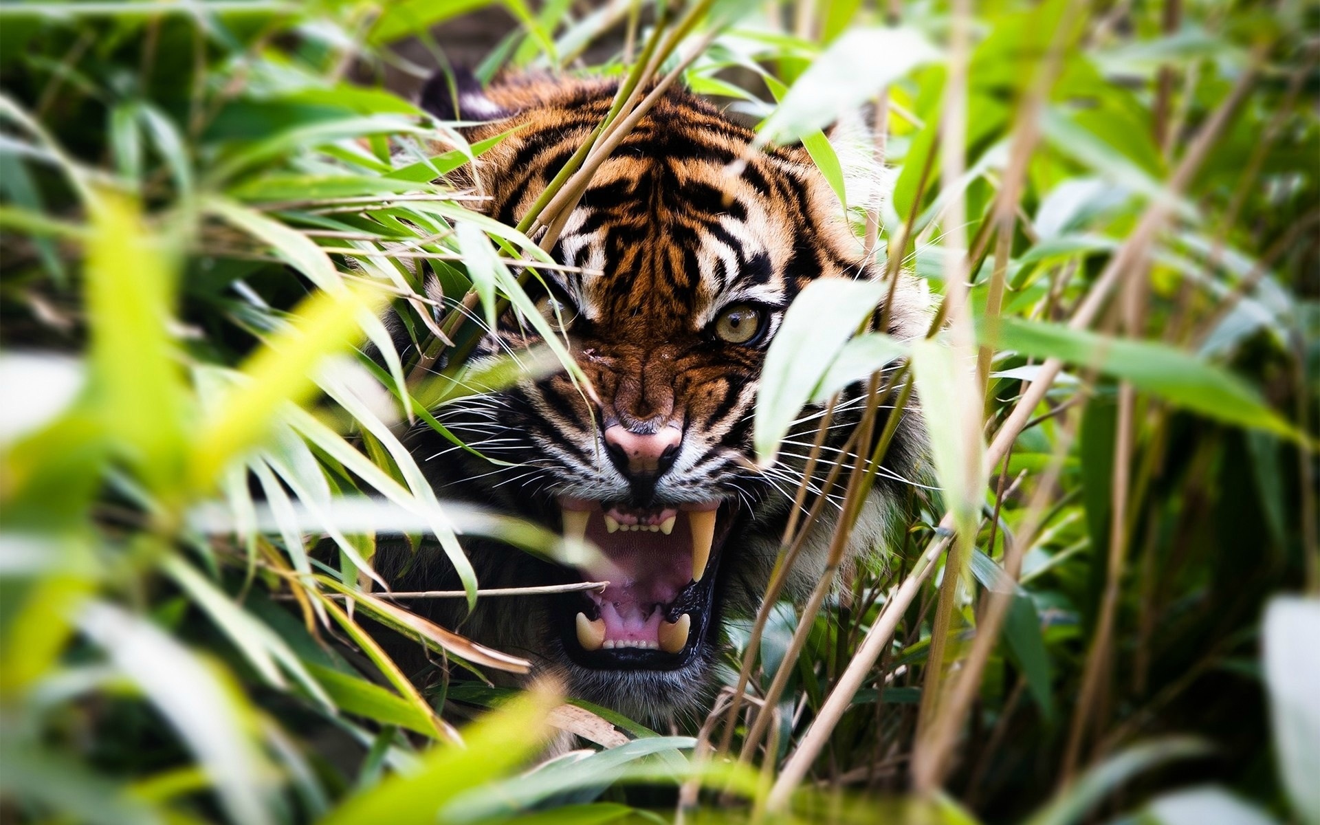 Free download wallpaper Tiger, Animal on your PC desktop