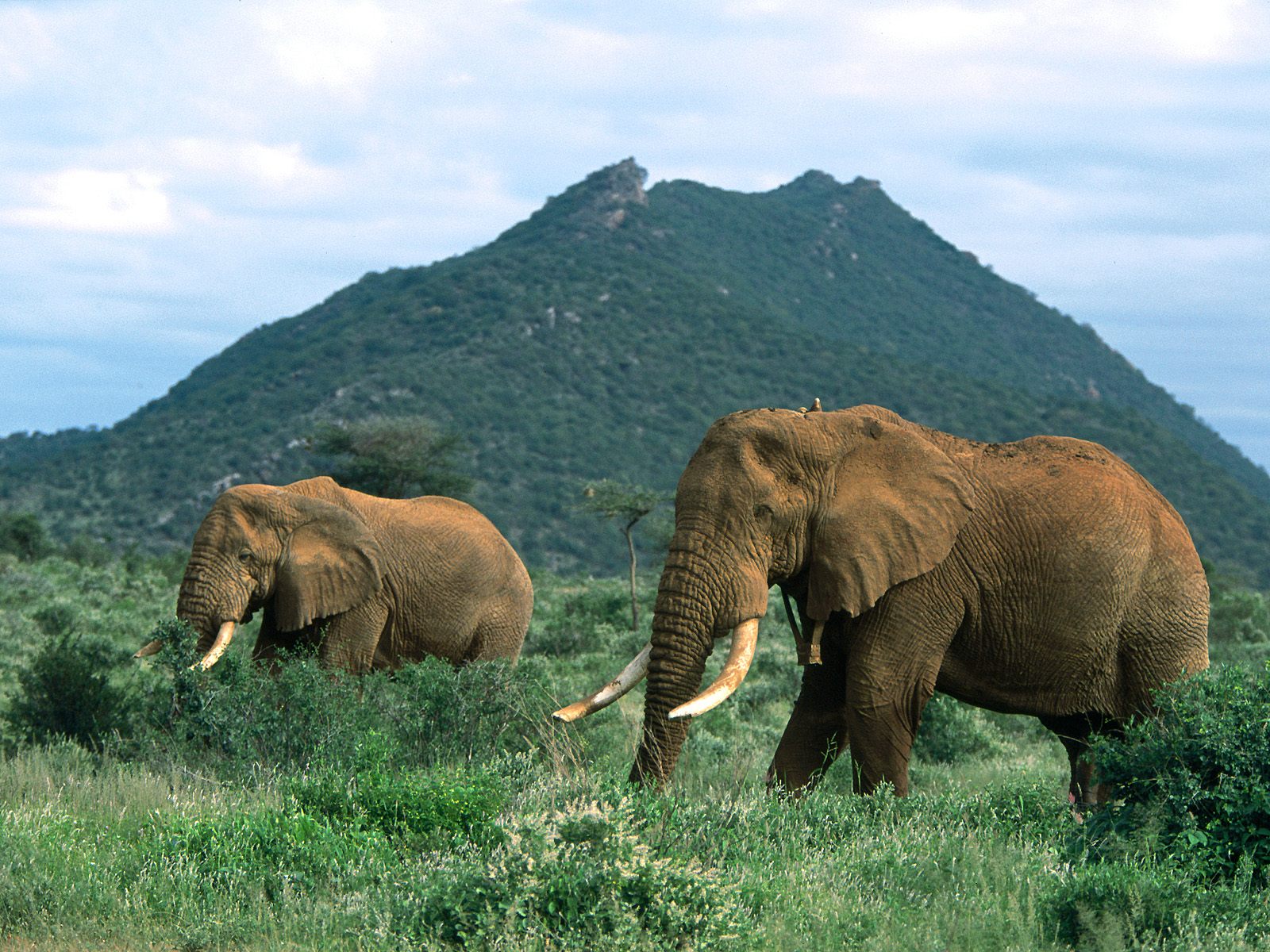 Скачать обои бесплатно Африканский Слон, Слоны, Животные картинка на рабочий стол ПК