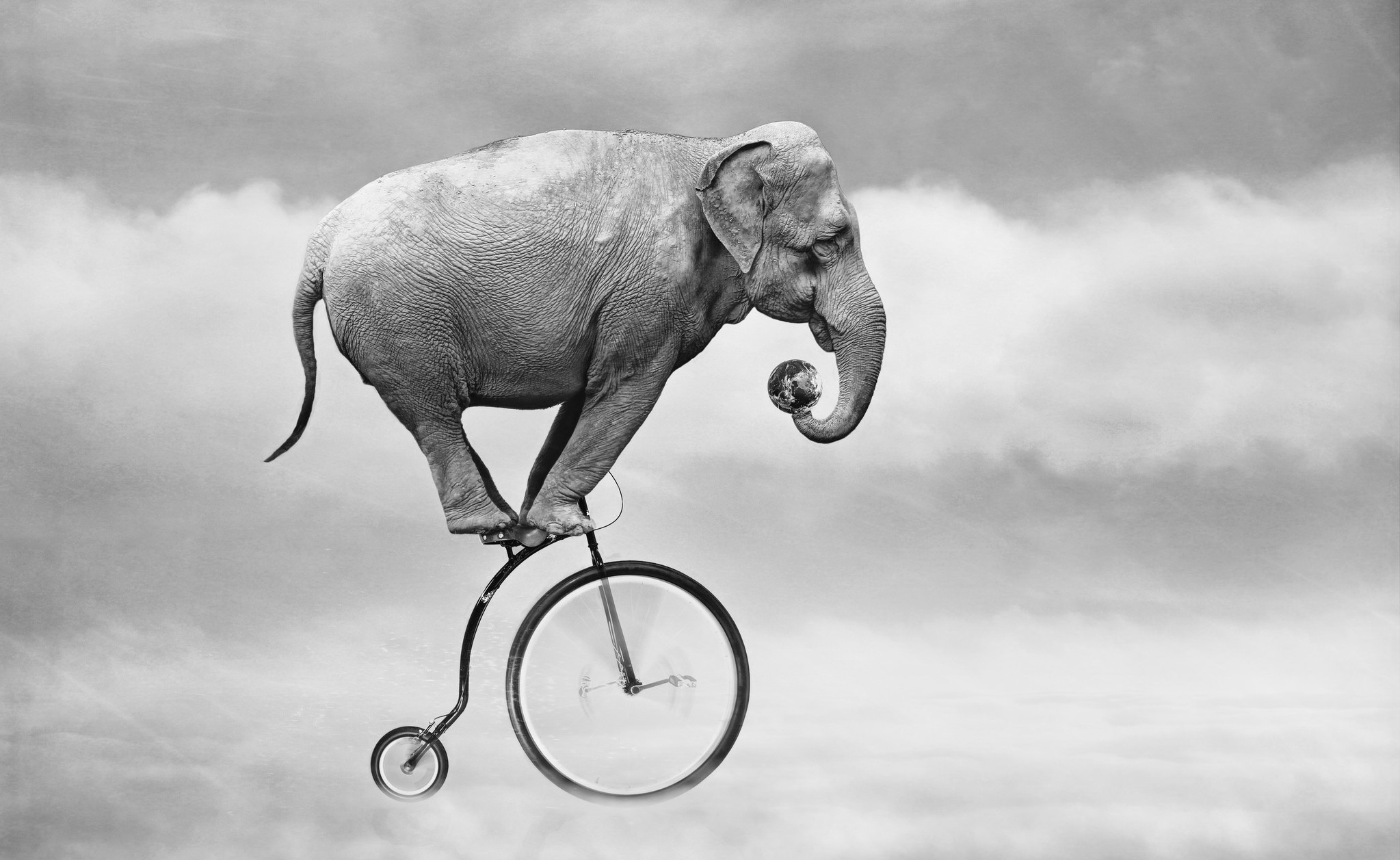 Free download wallpaper Bicycle, Elephant, Humor on your PC desktop