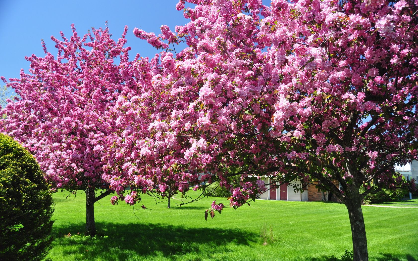 81102 descargar imagen jardín, naturaleza, árboles, rosa, rosado, primavera, patio, floreciente, floreciendo: fondos de pantalla y protectores de pantalla gratis