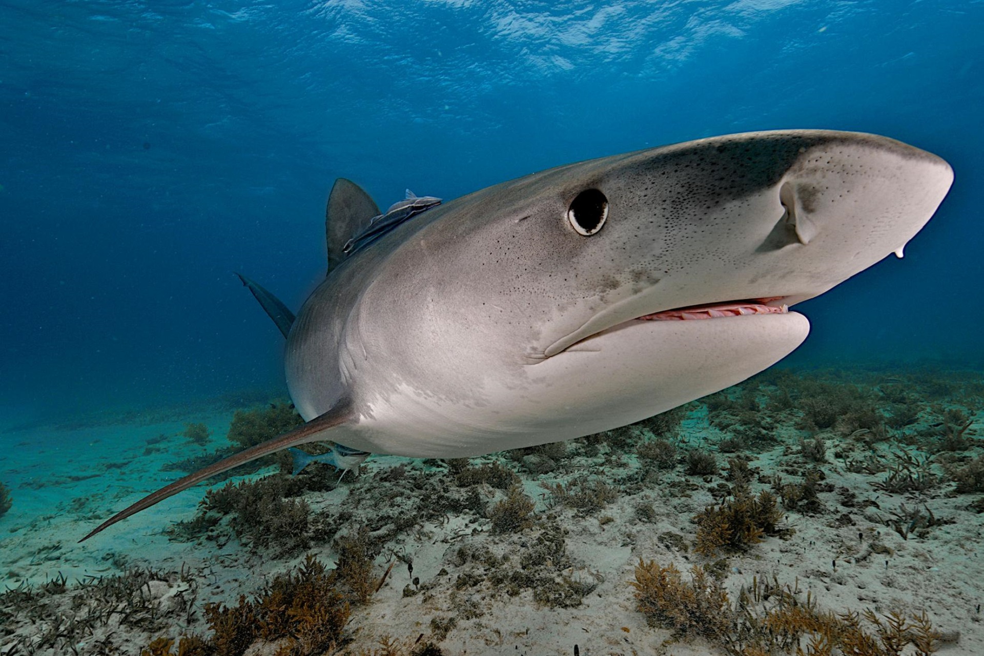 470595 descargar imagen tiburón tigre, animales, tiburón, tiburones: fondos de pantalla y protectores de pantalla gratis
