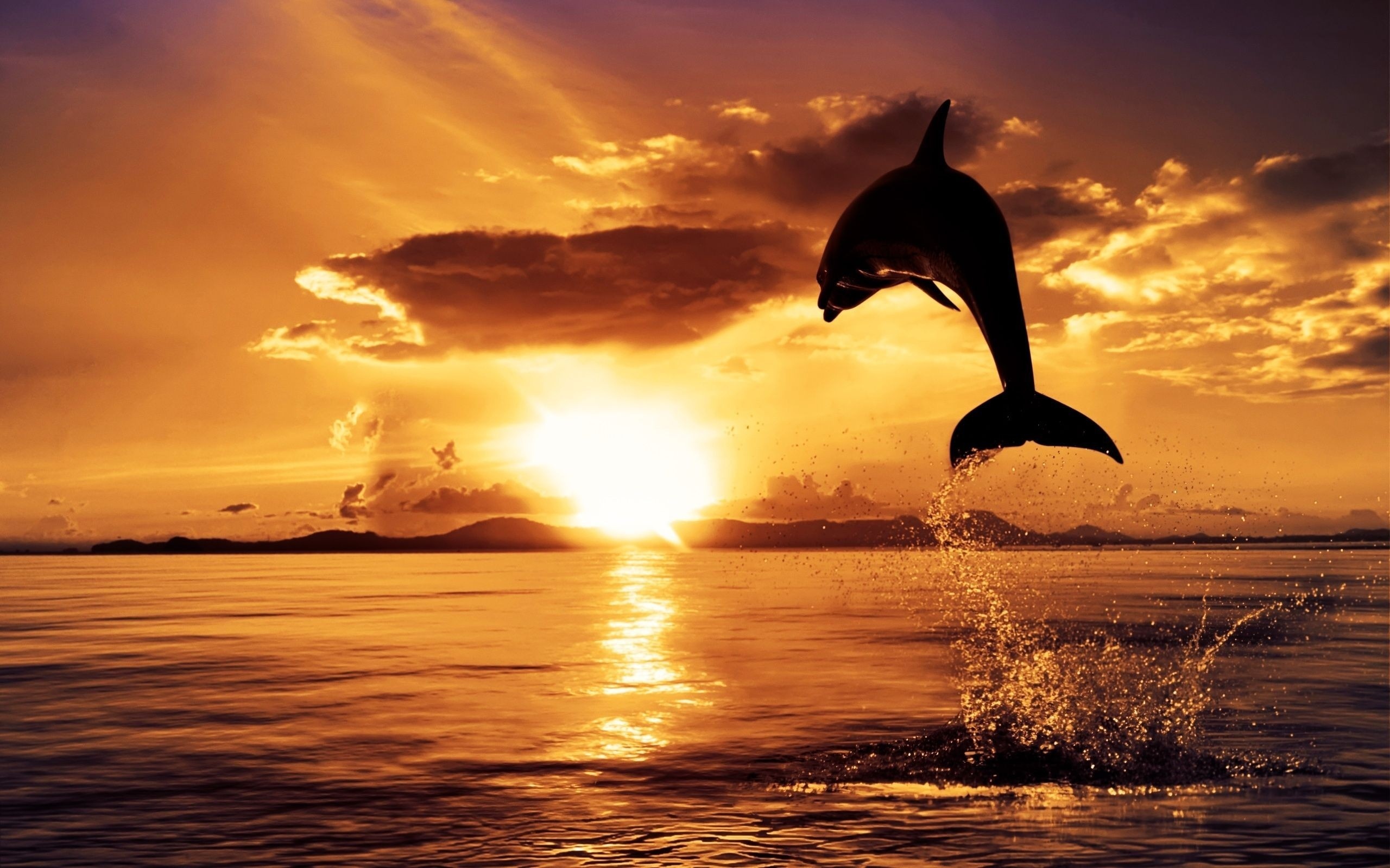 Скачать обои бесплатно Животные, Пейзаж, Море, Дельфины картинка на рабочий стол ПК