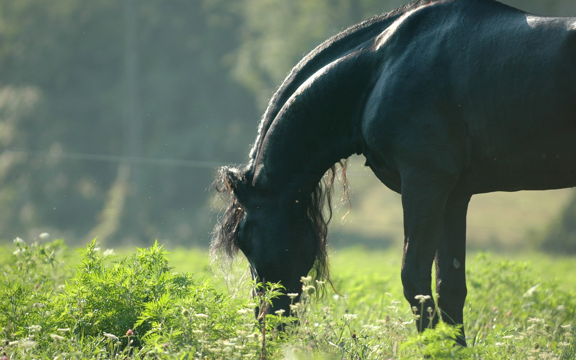 Laden Sie das Tiere, Hauspferd-Bild kostenlos auf Ihren PC-Desktop herunter