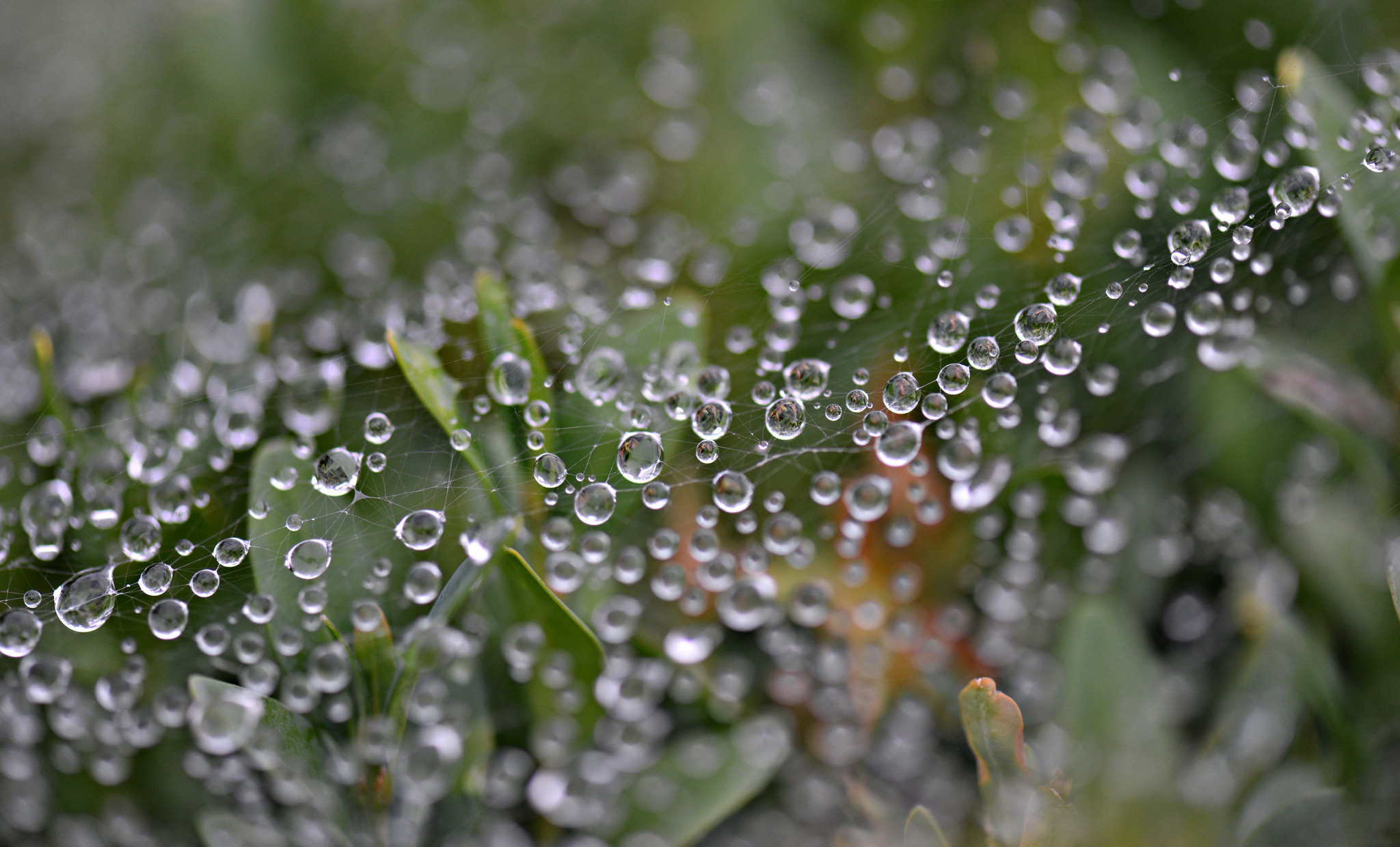 Download mobile wallpaper Plant, Macro, Photography, Water Drop, Spider Web, Dew Drop for free.