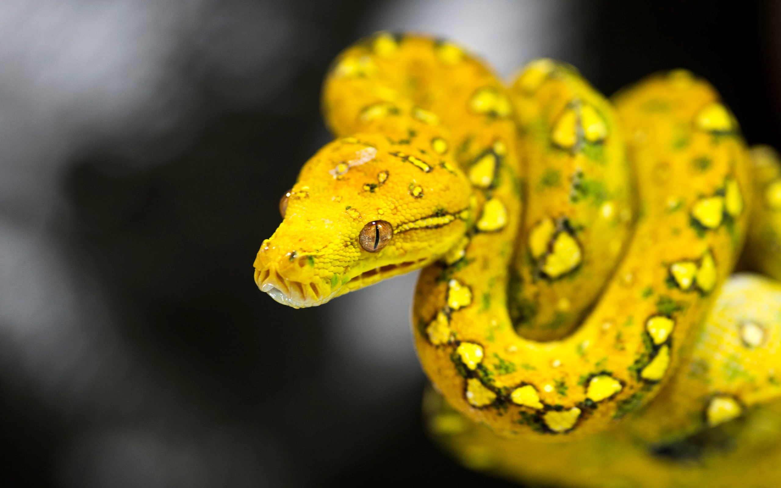 Téléchargez des papiers peints mobile Animaux, Reptile, Serpent, Reptiles, Python gratuitement.