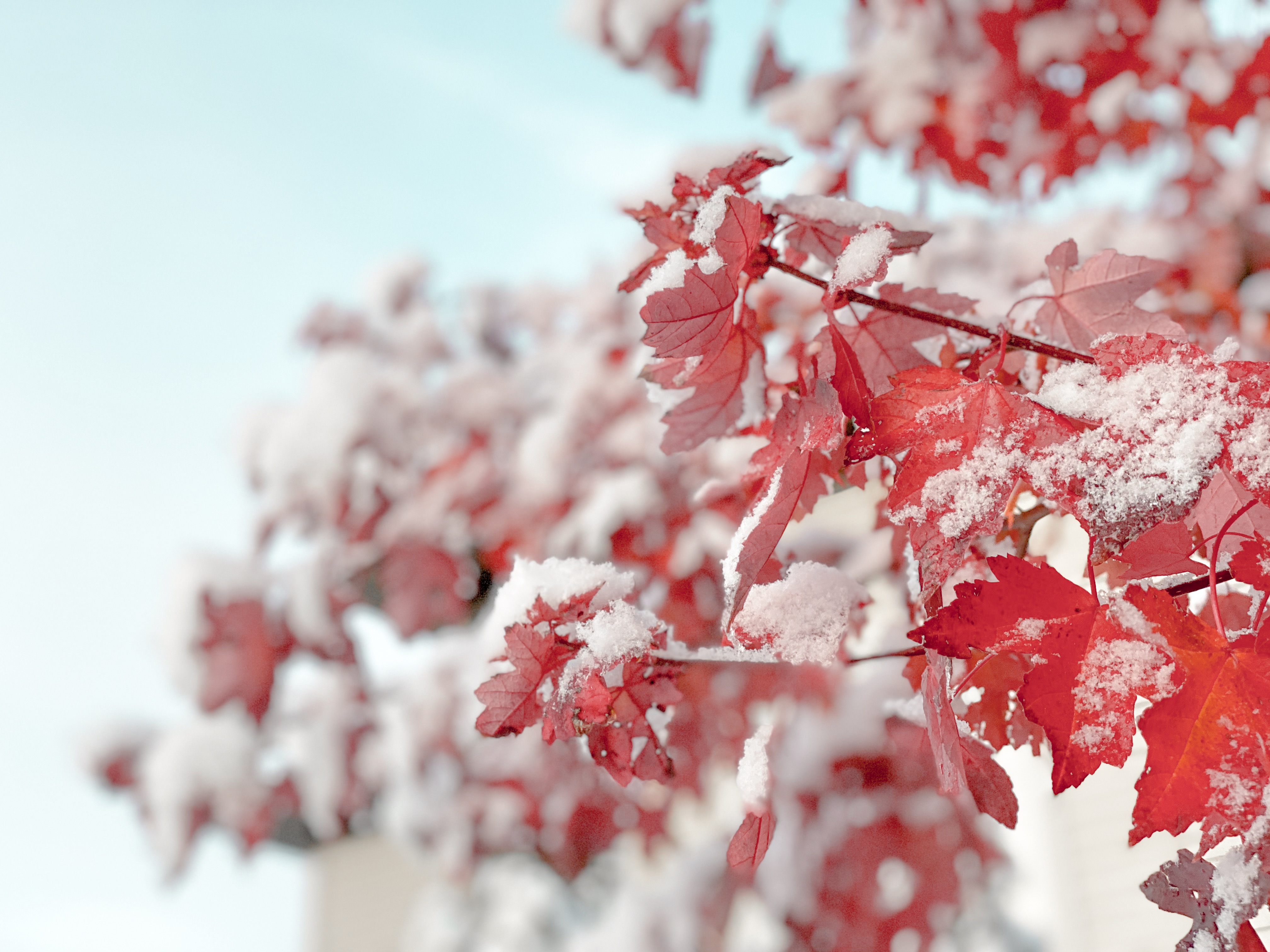 102708 скачать картинку снег, листья, макро, красный, ветка - обои и заставки бесплатно