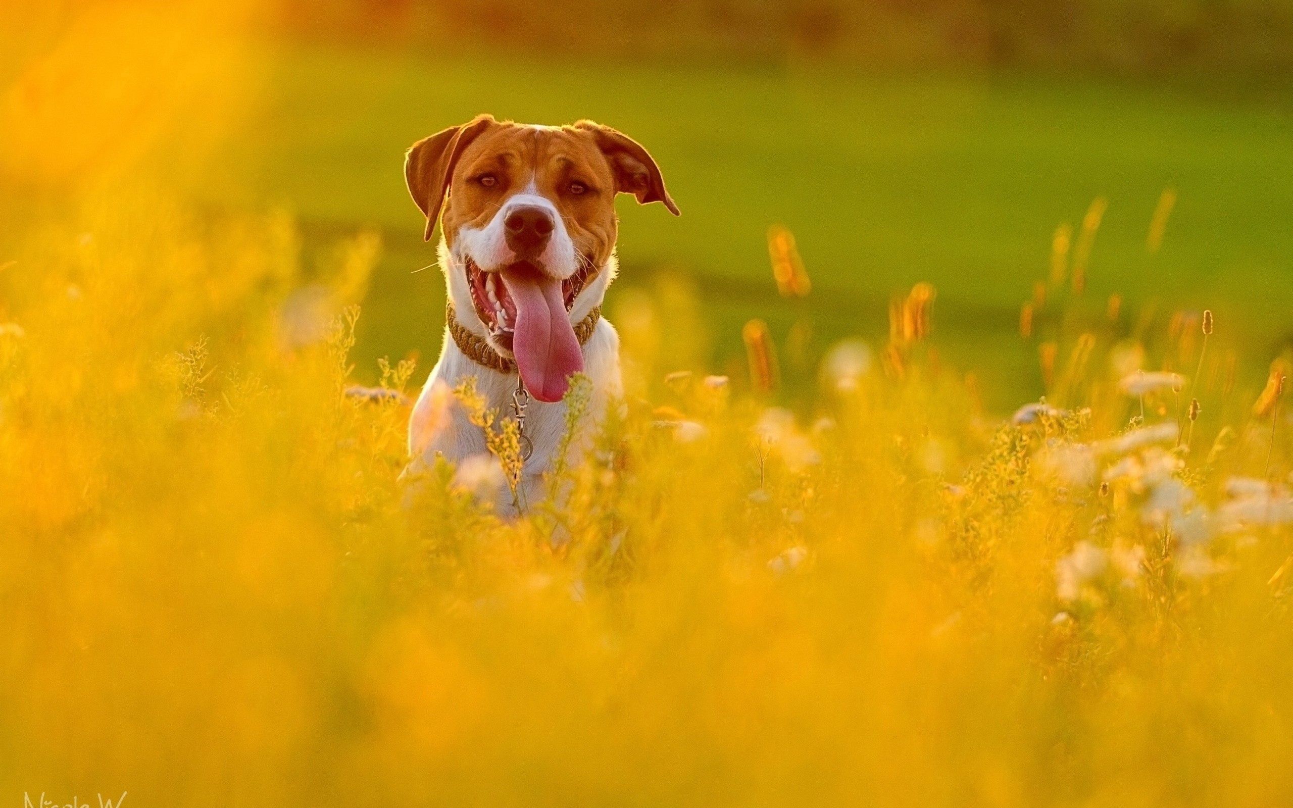 Free download wallpaper Flowers, Grass, Muzzle, Protruding Tongue, Tongue Stuck Out, Run Away, Run, Animals, Field, Dog on your PC desktop