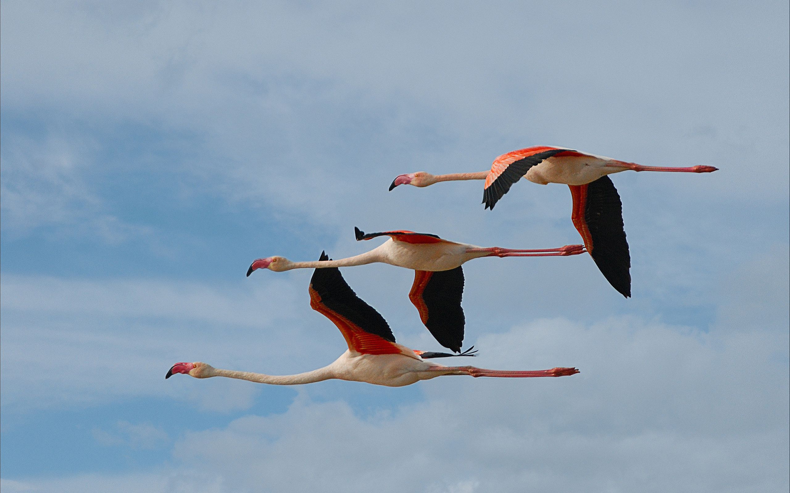 Download mobile wallpaper Birds, Flamingo, Bird, Animal, Flying for free.