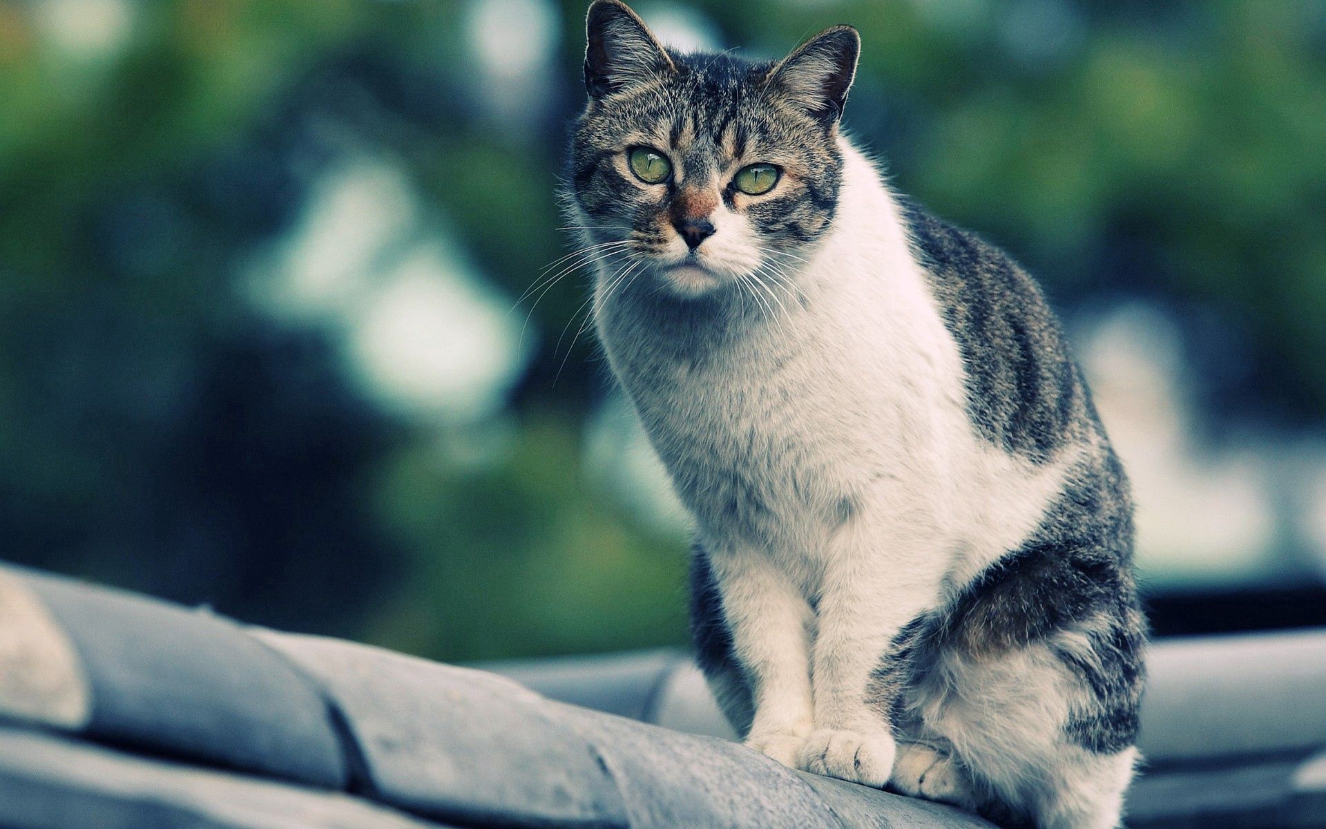 Download mobile wallpaper Spotted, Sympathetic, Sit, Spotty, Animals, Cat, Cute for free.