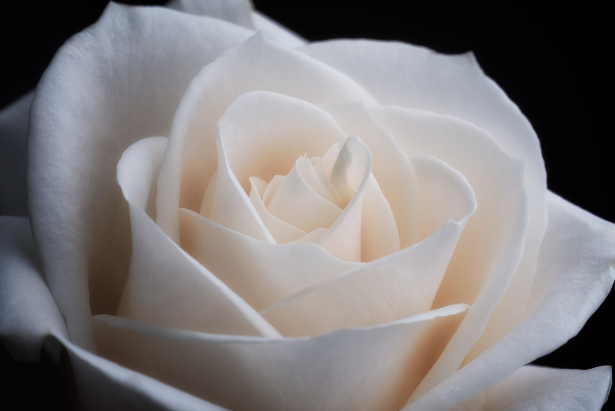 419761 скачать обои белая роза, земля/природа, роза, крупный план, цветок, флауэрсы - заставки и картинки бесплатно
