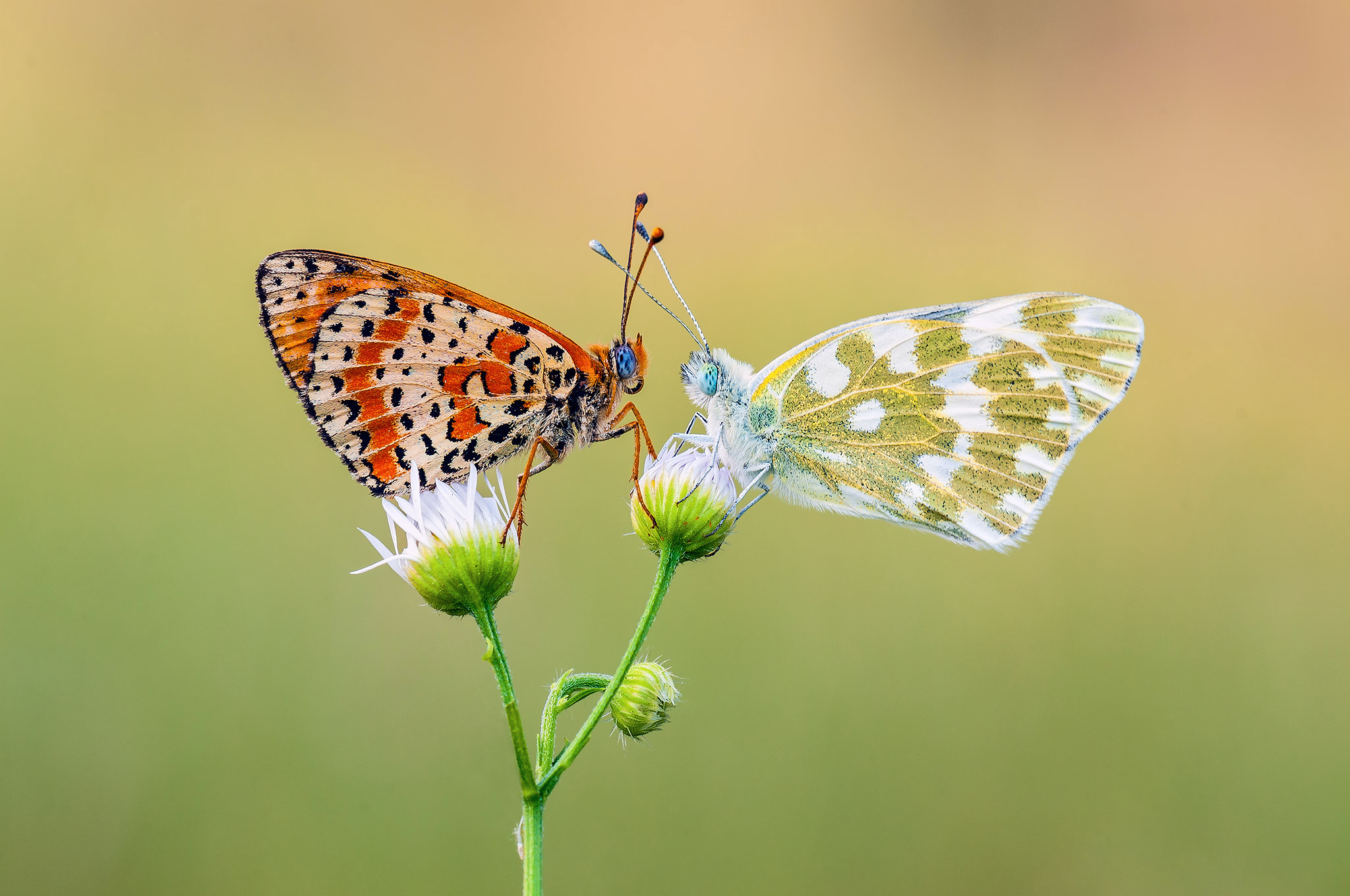 Free download wallpaper Macro, Couple, Insect, Butterfly, Animal on your PC desktop