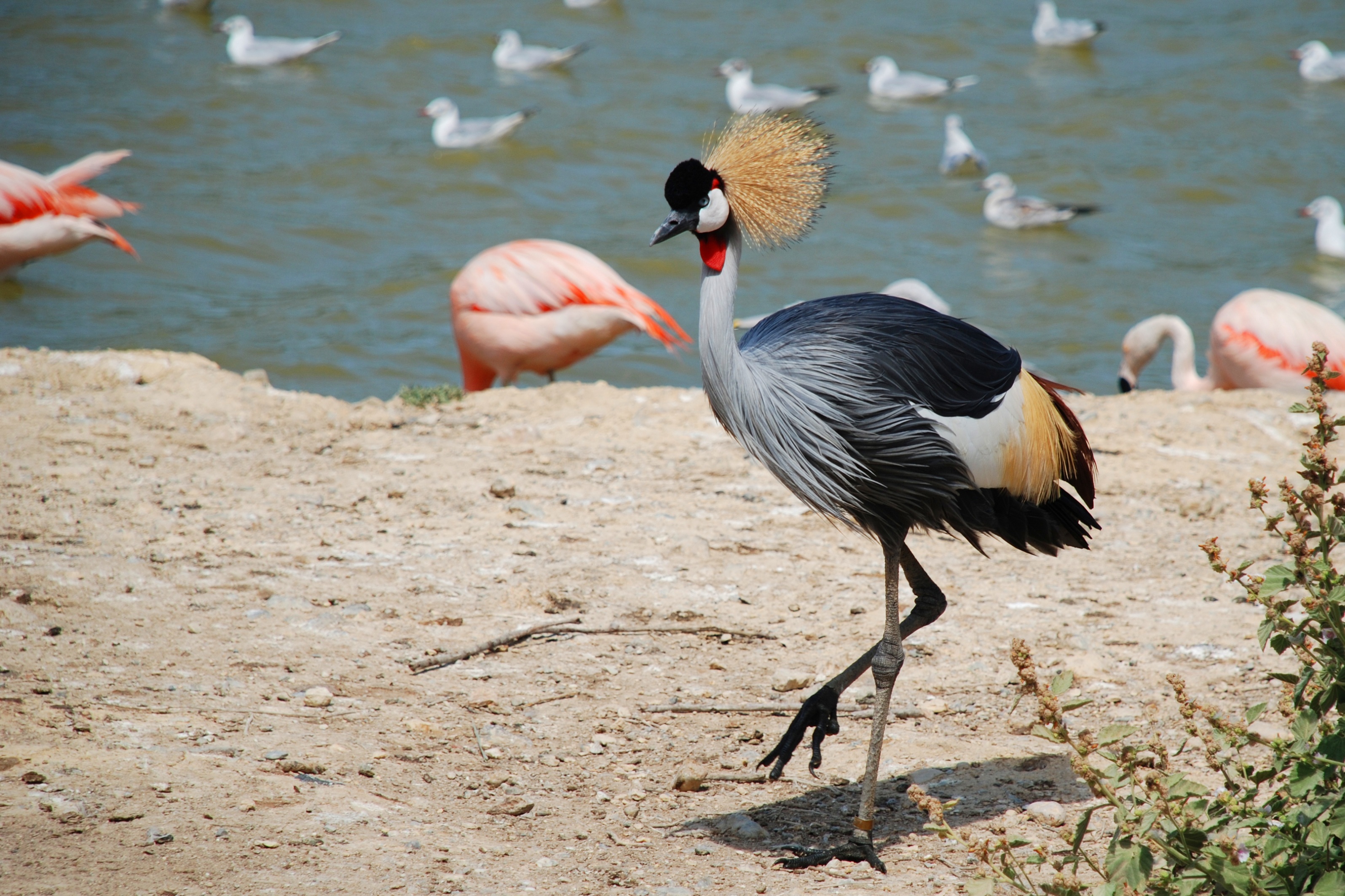 birds, animal, grey crowned crane, bird