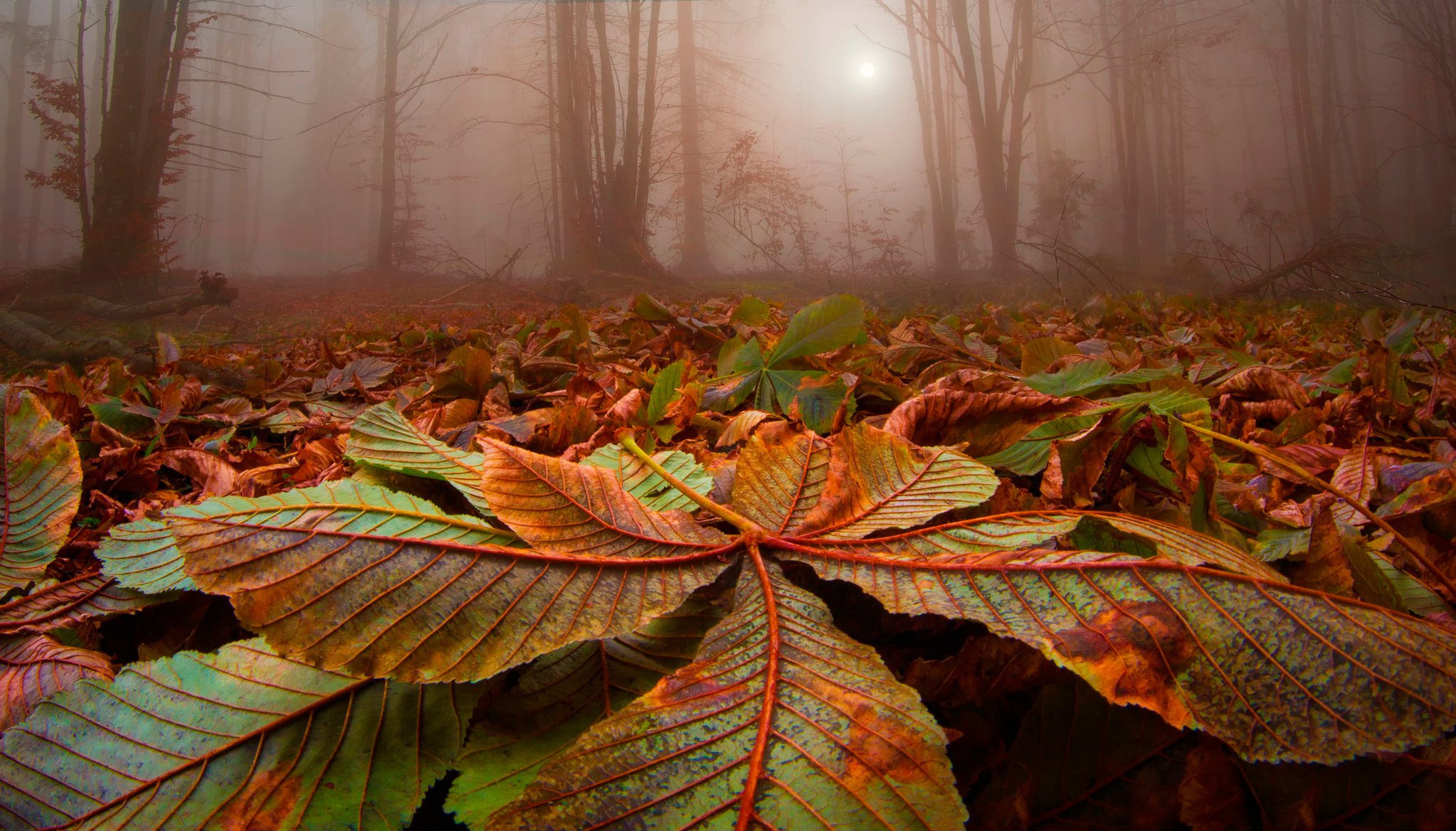 Free download wallpaper Nature, Forest, Fog, Close Up, Leaf, Fall, Earth on your PC desktop