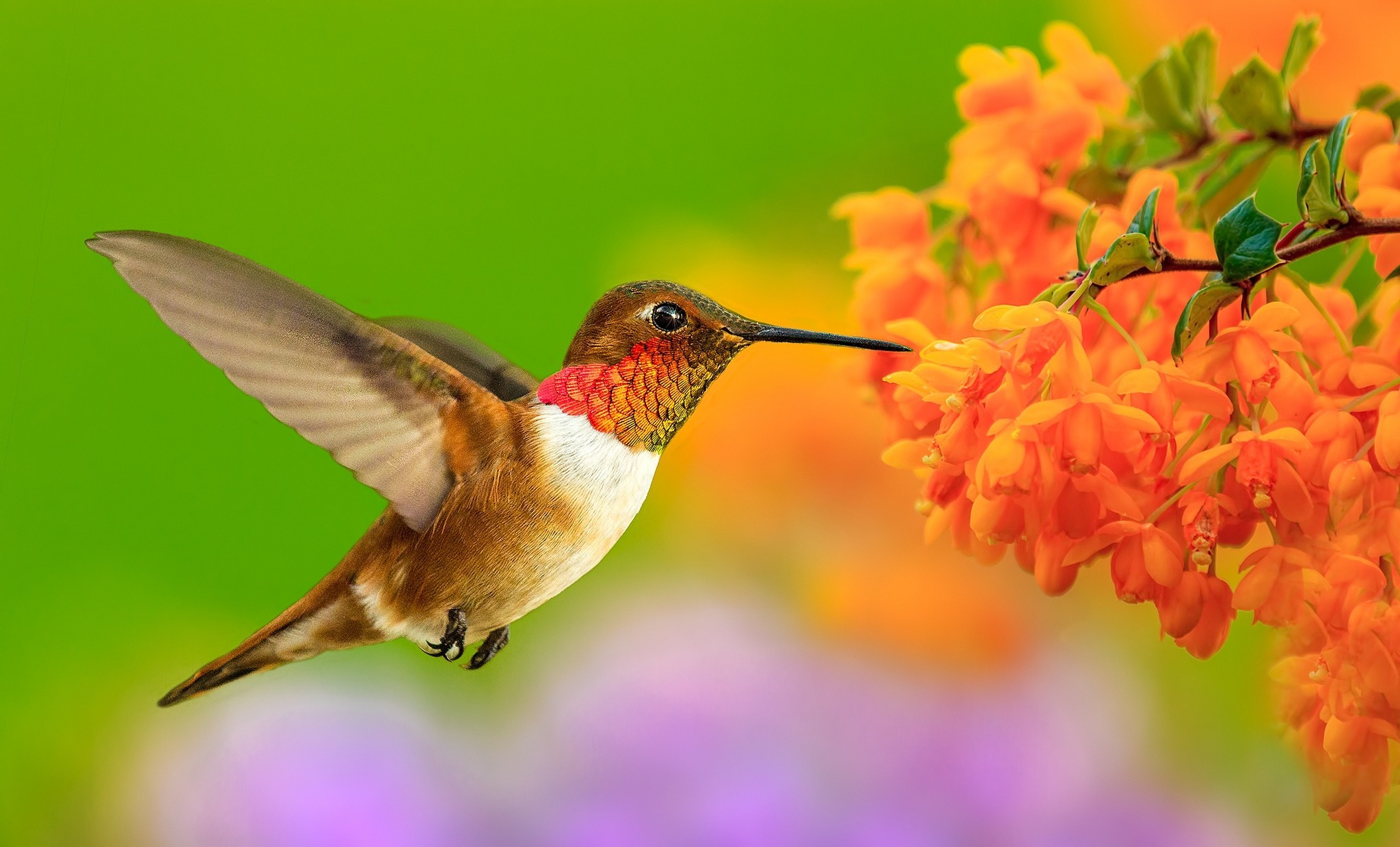 Baixe gratuitamente a imagem Animais, Aves, Beija Flor na área de trabalho do seu PC