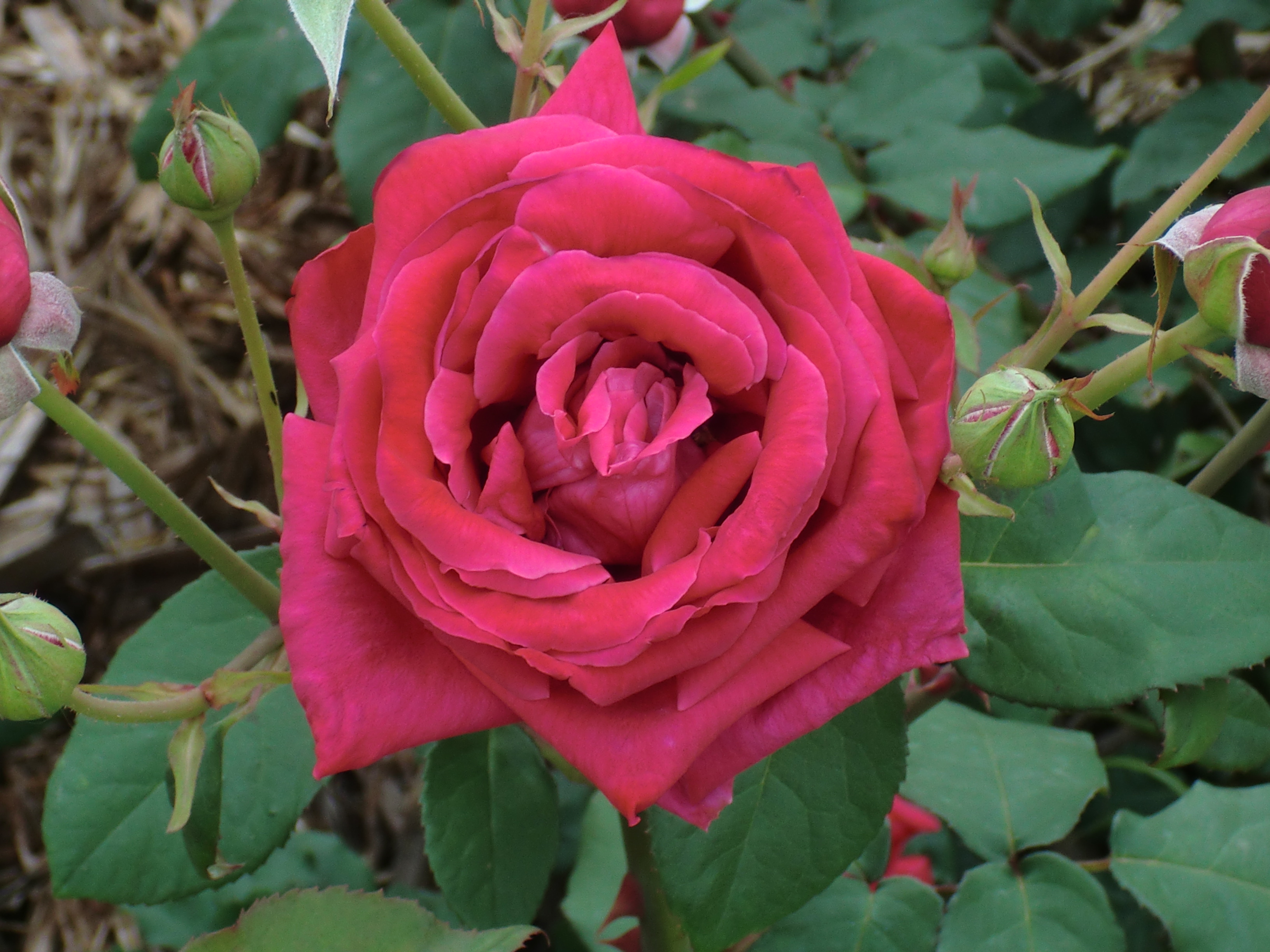 無料モバイル壁紙フラワーズ, 薔薇, 地球をダウンロードします。