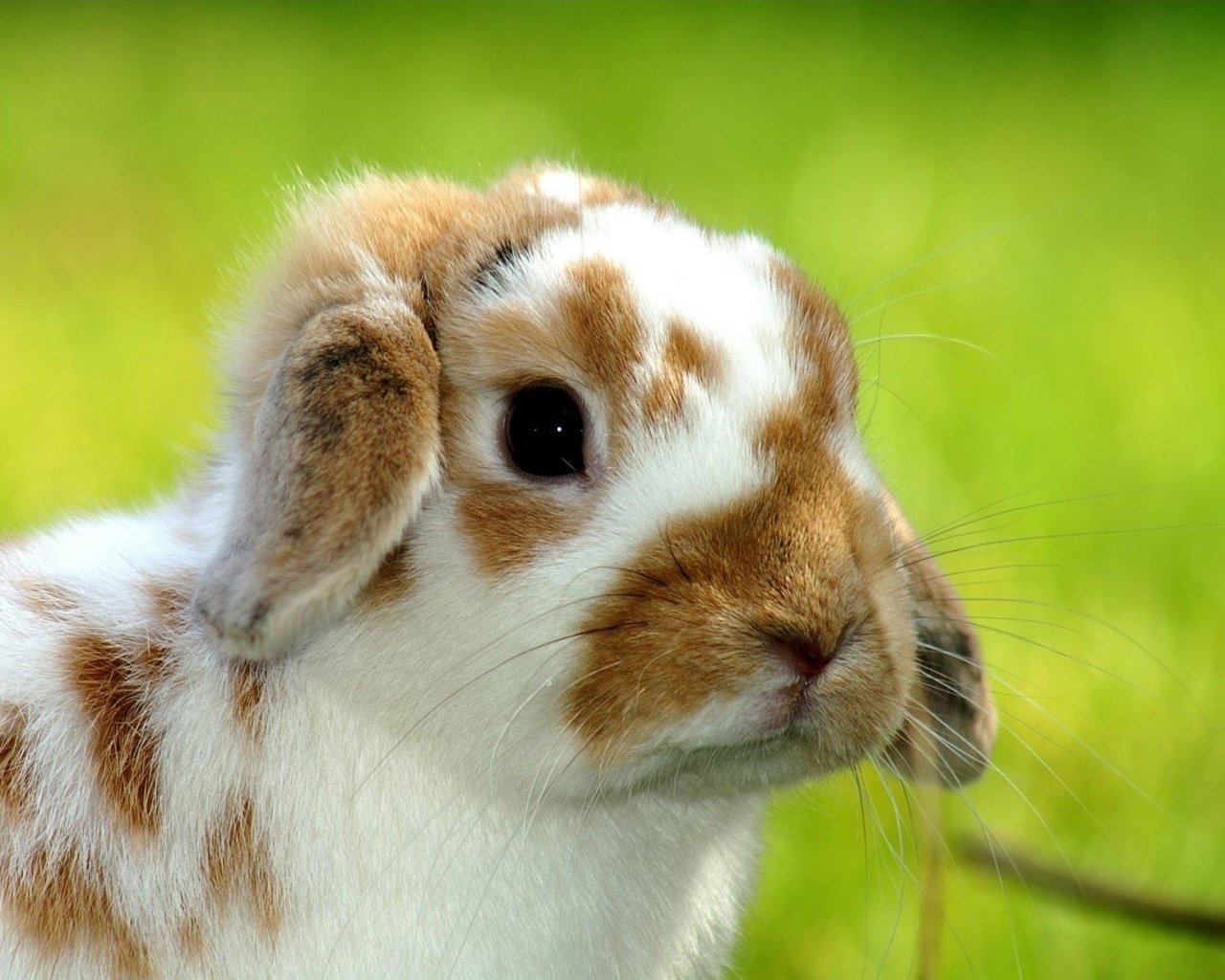 Free download wallpaper Animal, Rabbit on your PC desktop