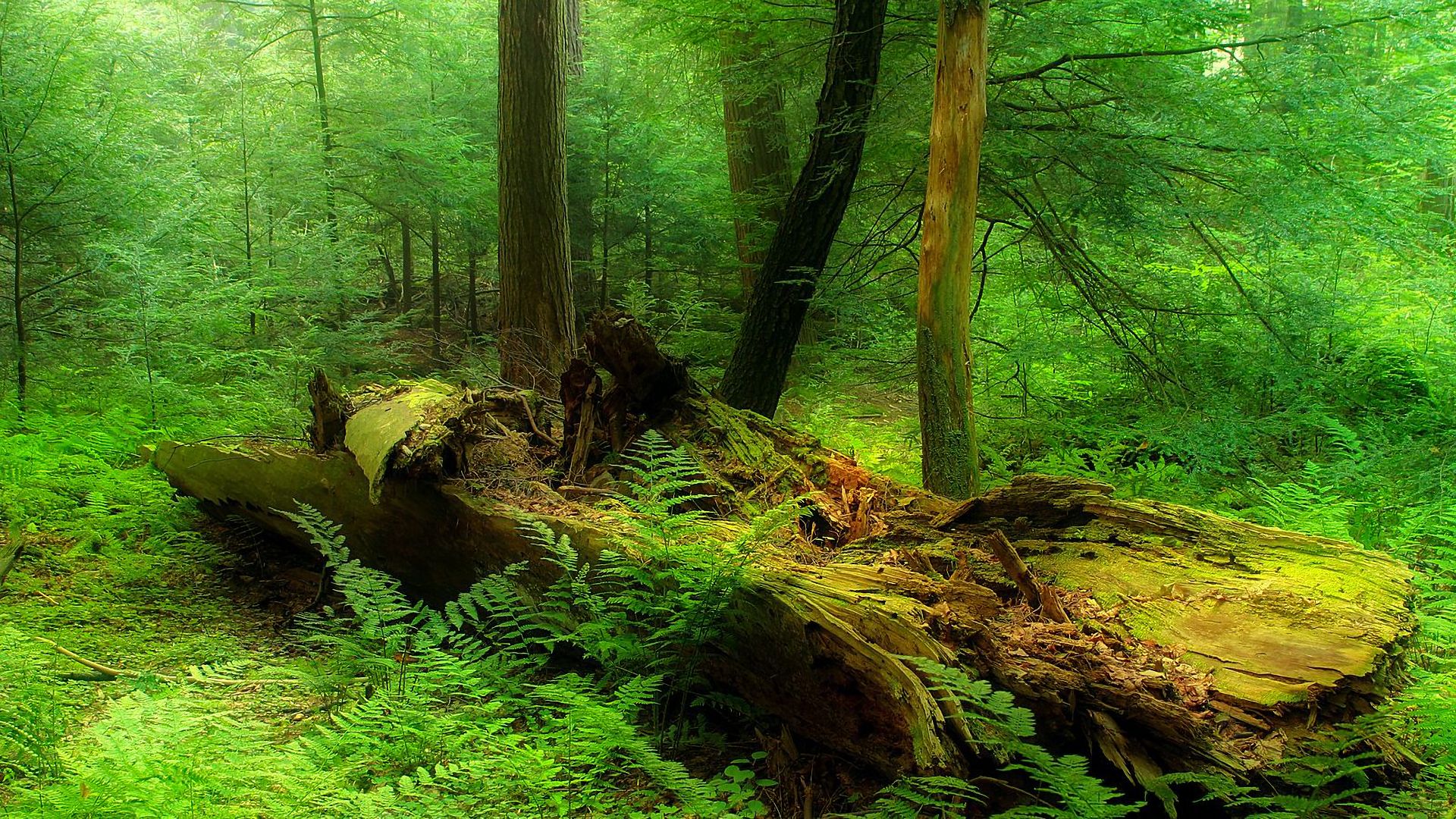 871034画像をダウンロード地球, 森, 枯れ木, 緑, 雨林, 木-壁紙とスクリーンセーバーを無料で