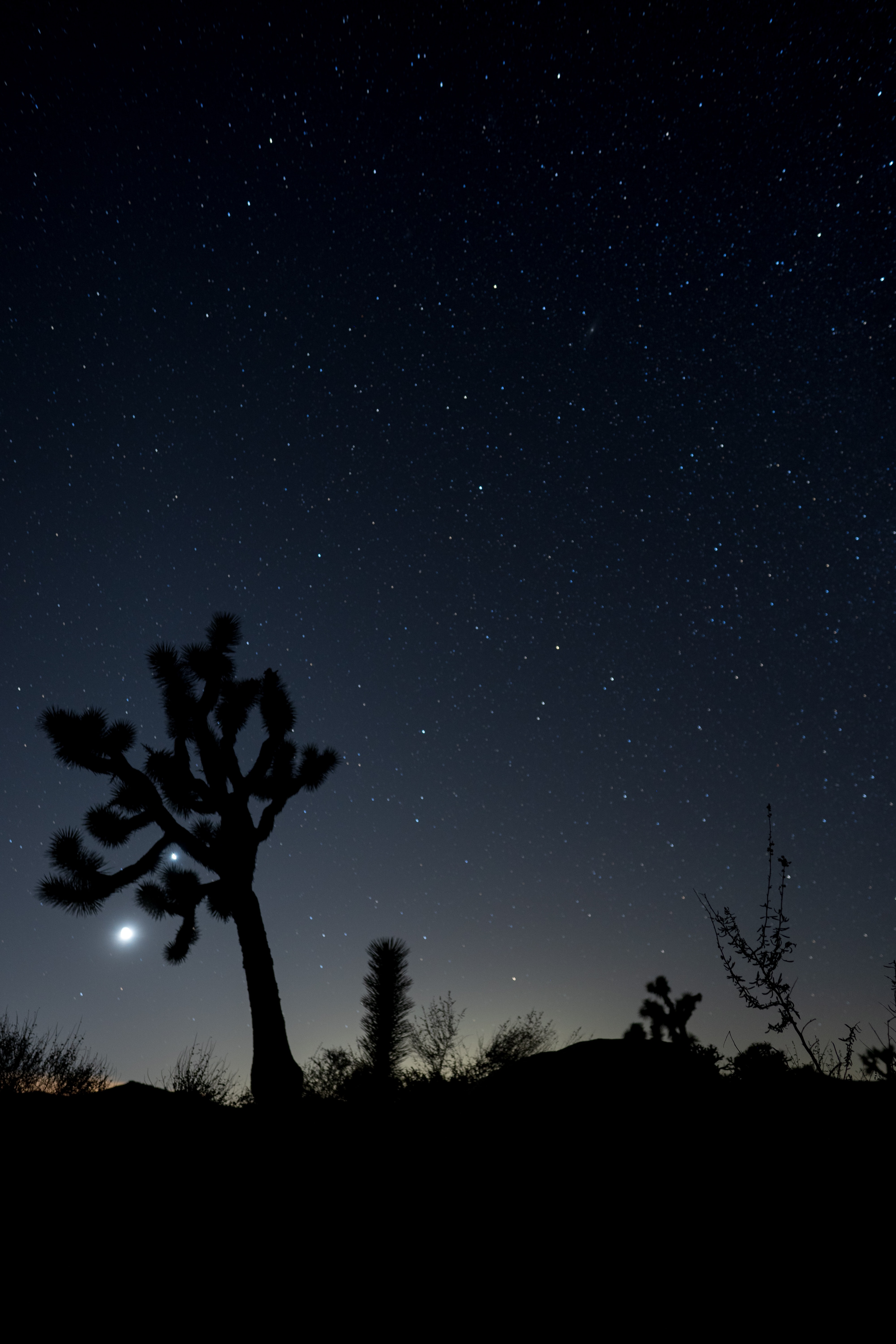 Descarga gratuita de fondo de pantalla para móvil de Arbusto, Noche, Cielo Estrellado, Oscuro, Cactus.