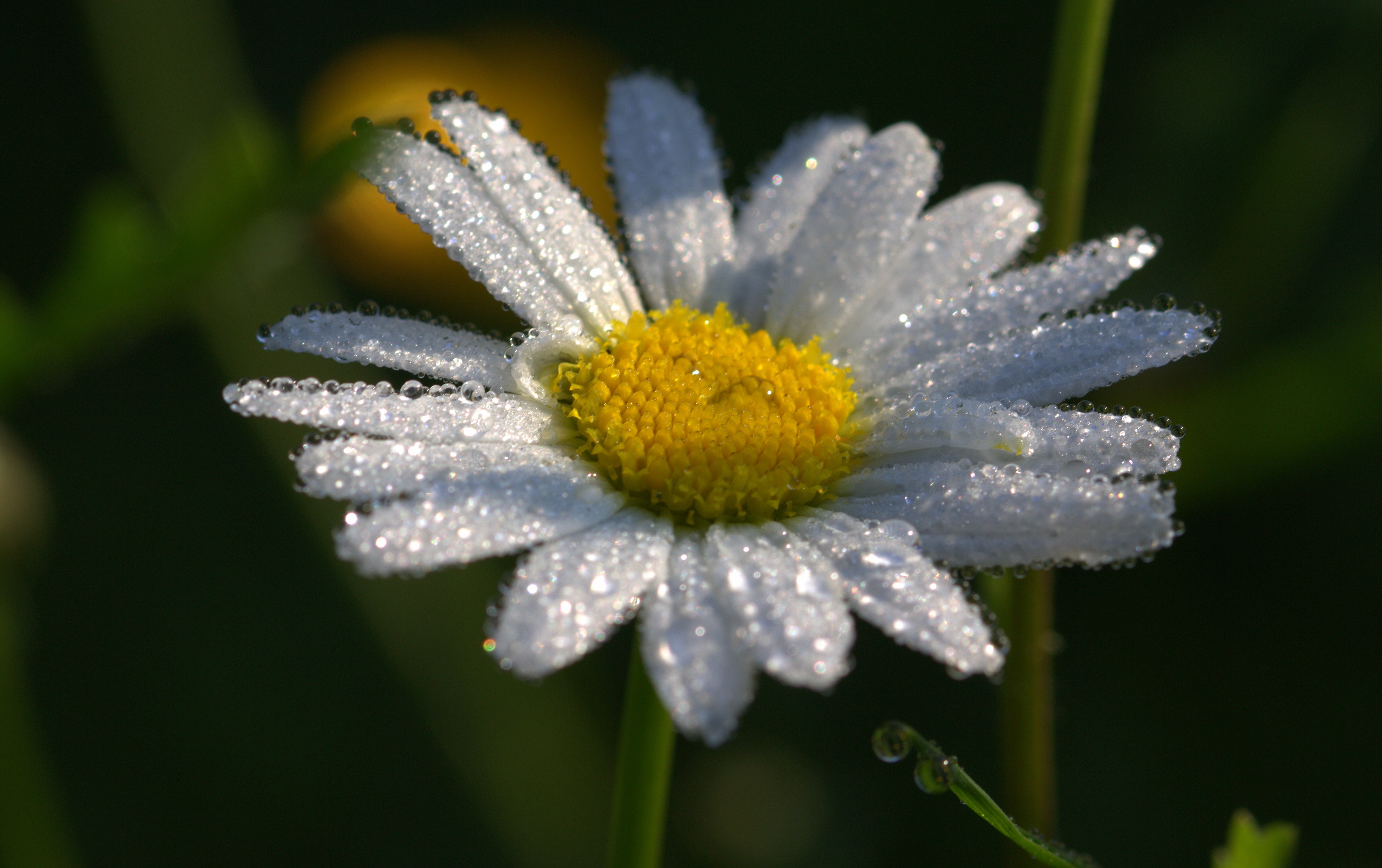 Free download wallpaper Nature, Flowers, Flower, Close Up, Earth, Daisy, White Flower, Water Drop on your PC desktop