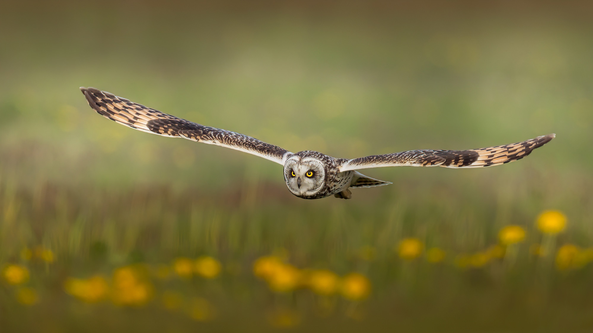 Free download wallpaper Owl, Birds, Animal on your PC desktop