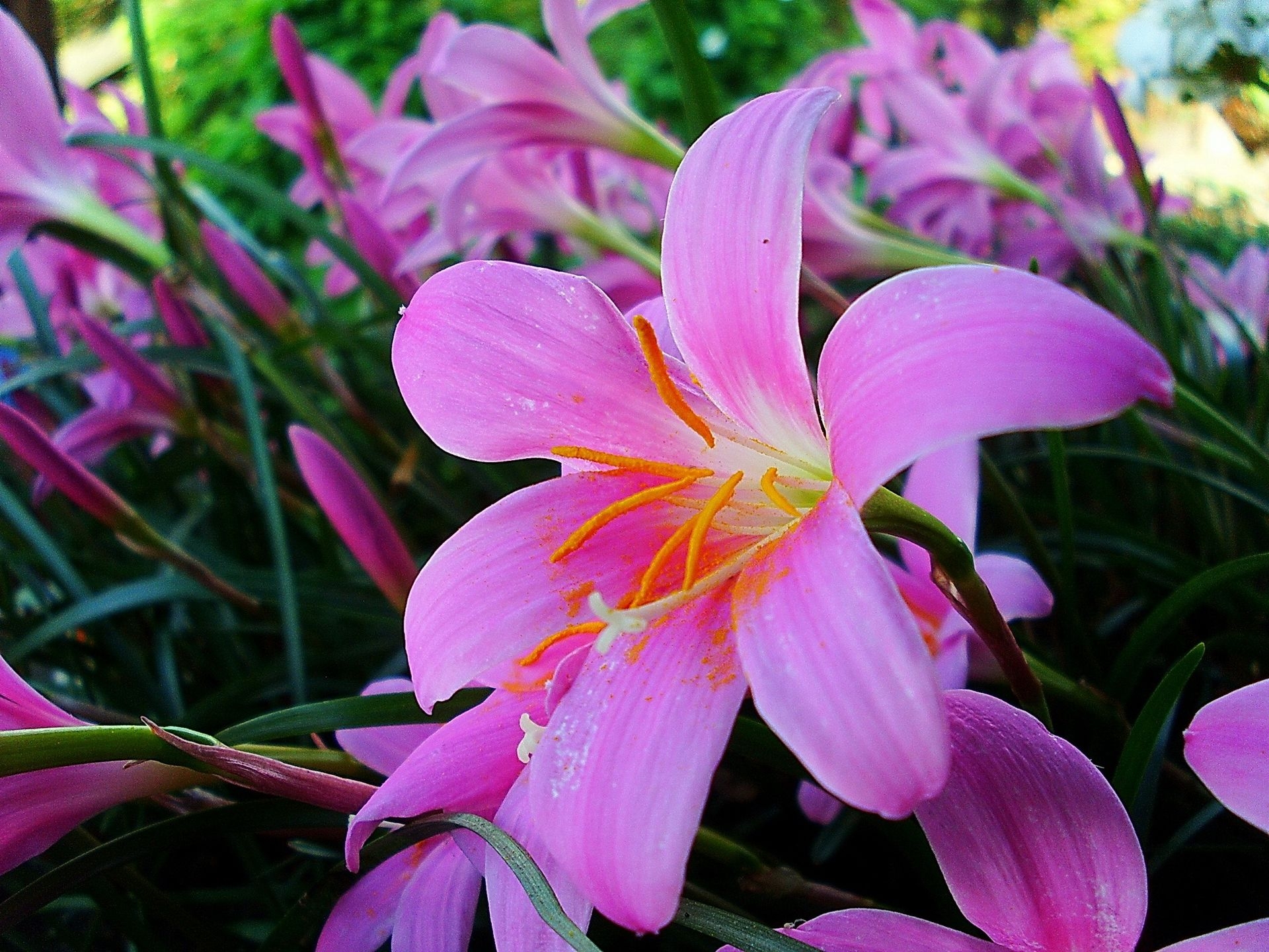 Free download wallpaper Lilies, Greens, Stamens, Flowers, Garden on your PC desktop
