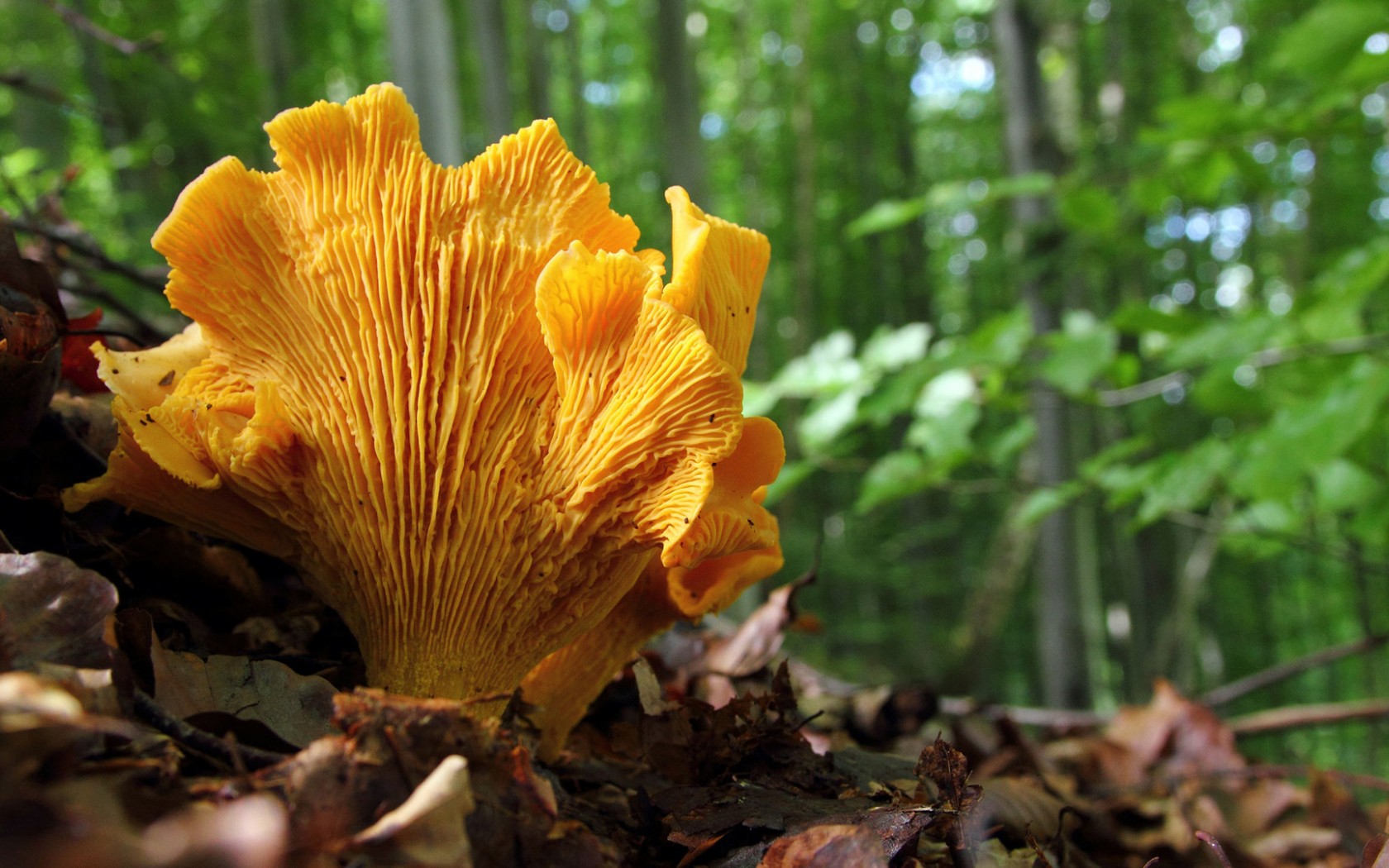 Téléchargez des papiers peints mobile Champignon, Terre/nature gratuitement.