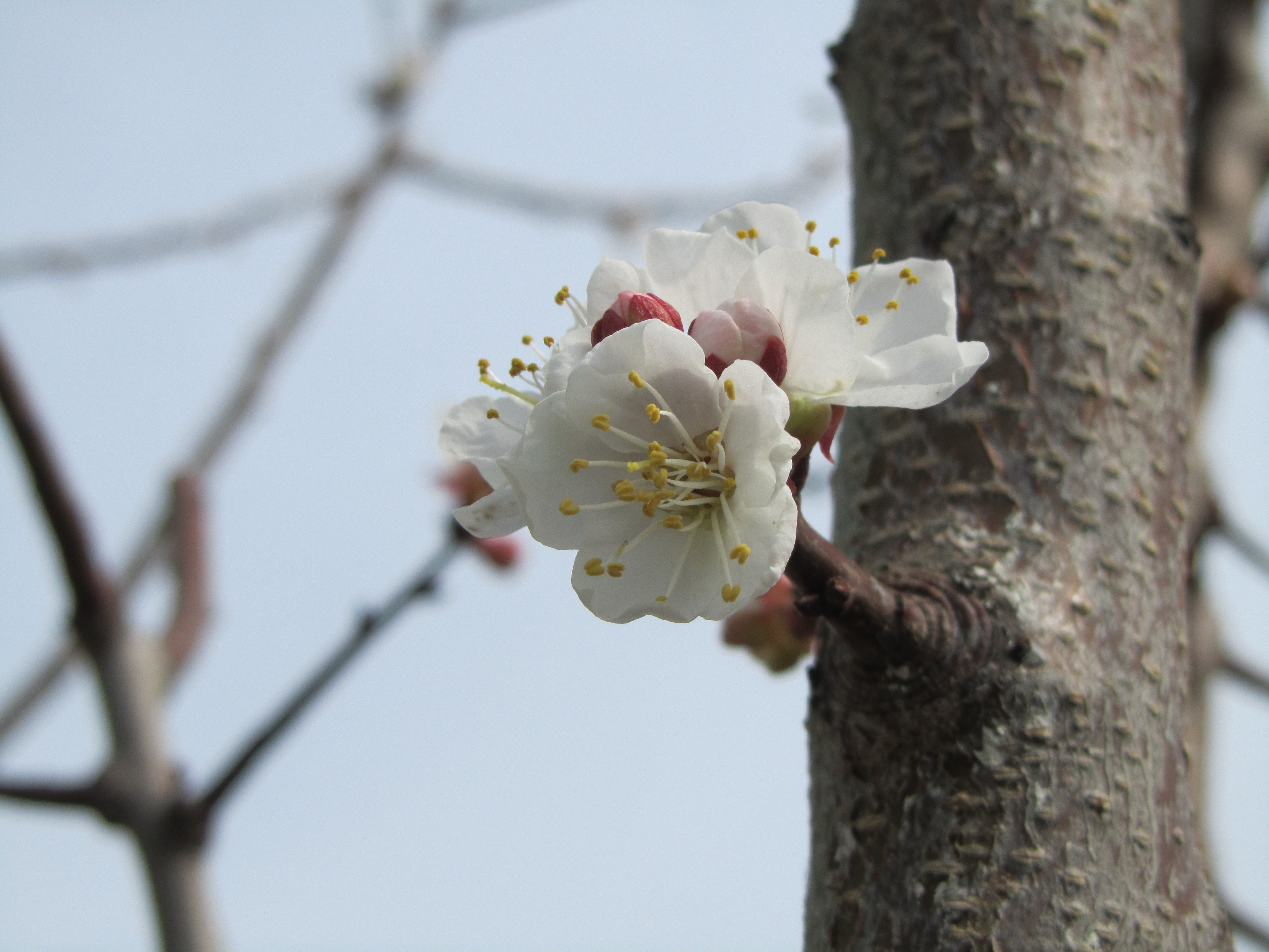 Free download wallpaper Blossom, Flowers, Earth on your PC desktop