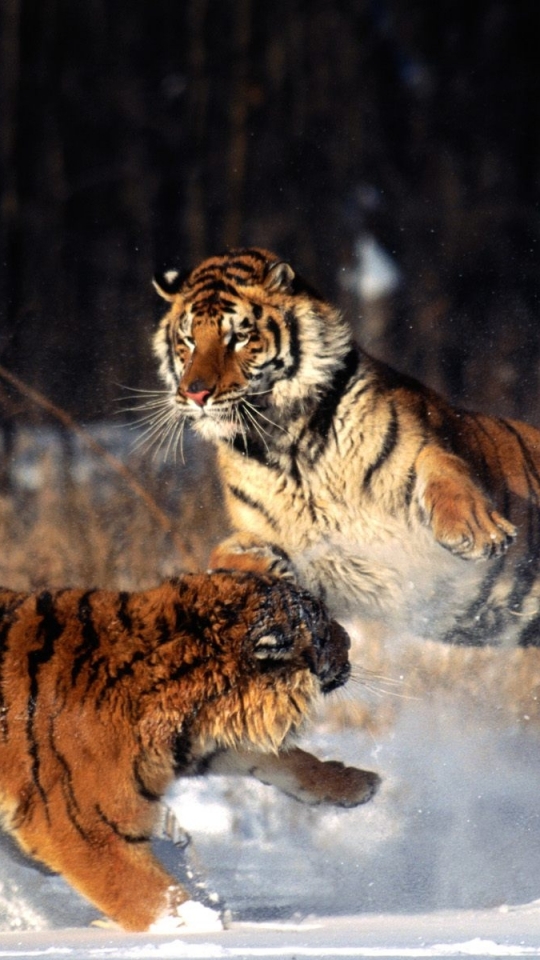 Baixar papel de parede para celular de Animais, Gatos, Tigre gratuito.