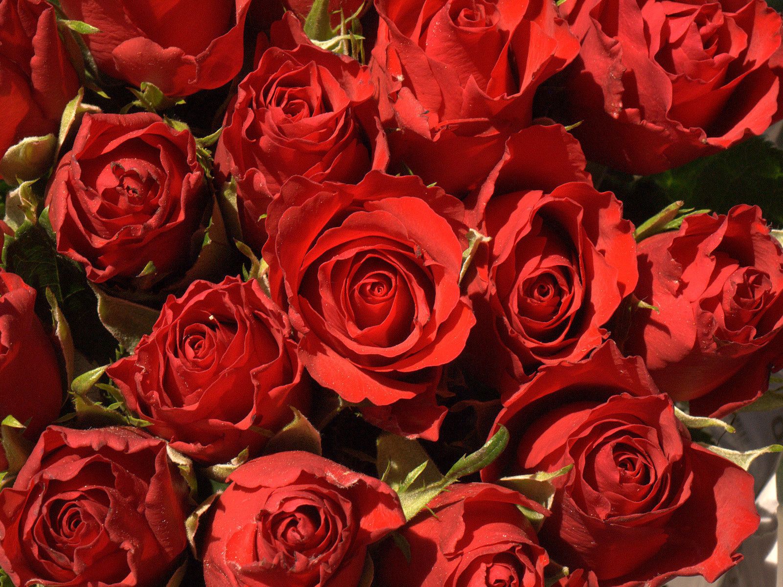 Free download wallpaper Flowers, Roses, Buds, Close Up on your PC desktop
