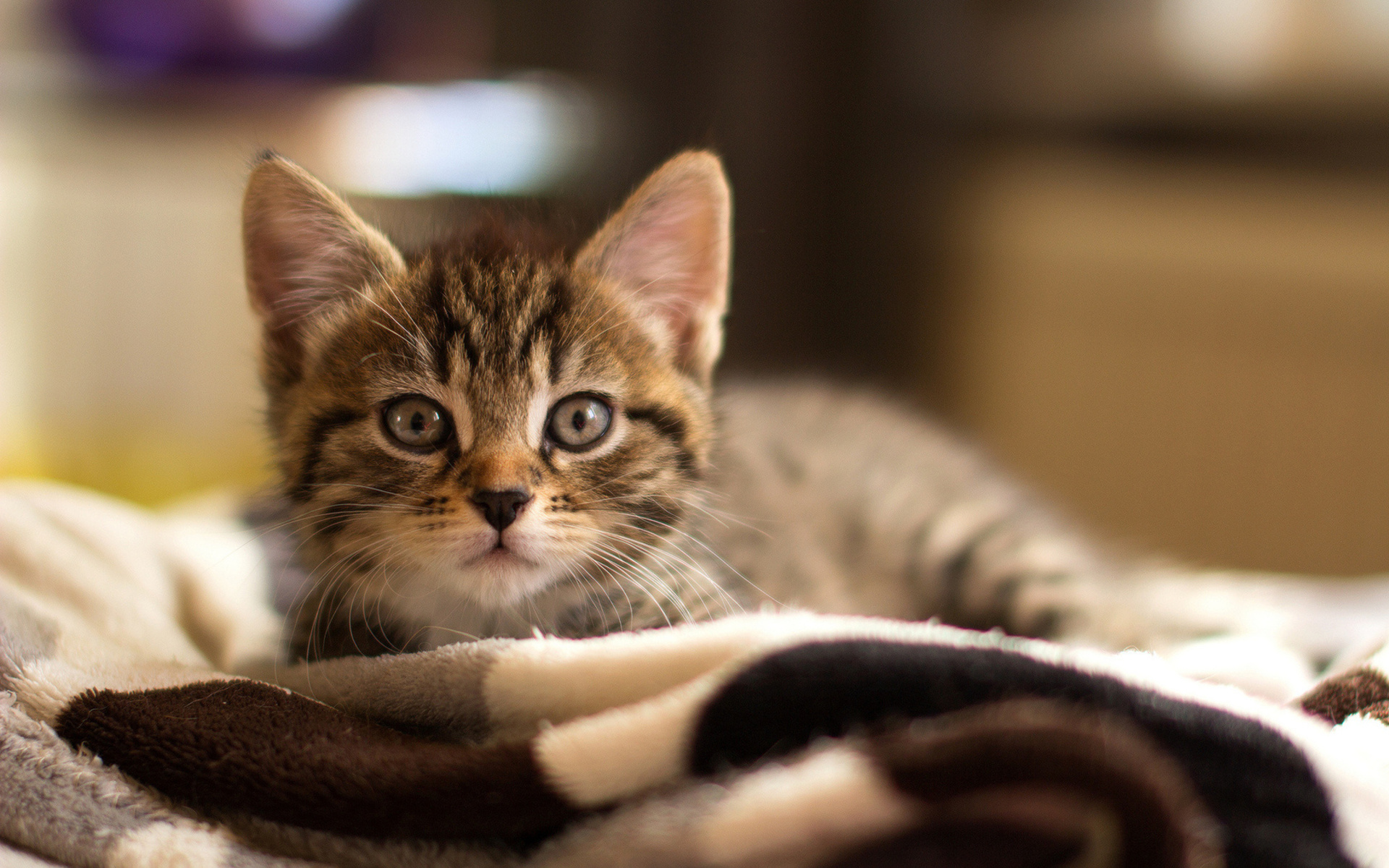 Téléchargez gratuitement l'image Chaton, Chat, Chats, Animaux, Mignon sur le bureau de votre PC