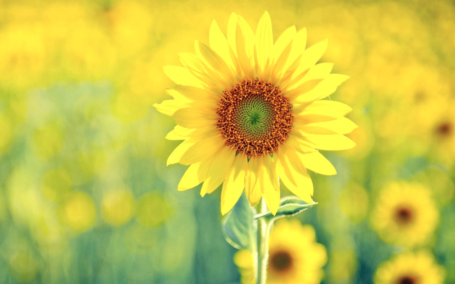 151257 завантажити картинку літо, сонячний, квіти, рослина, соняшник - шпалери і заставки безкоштовно