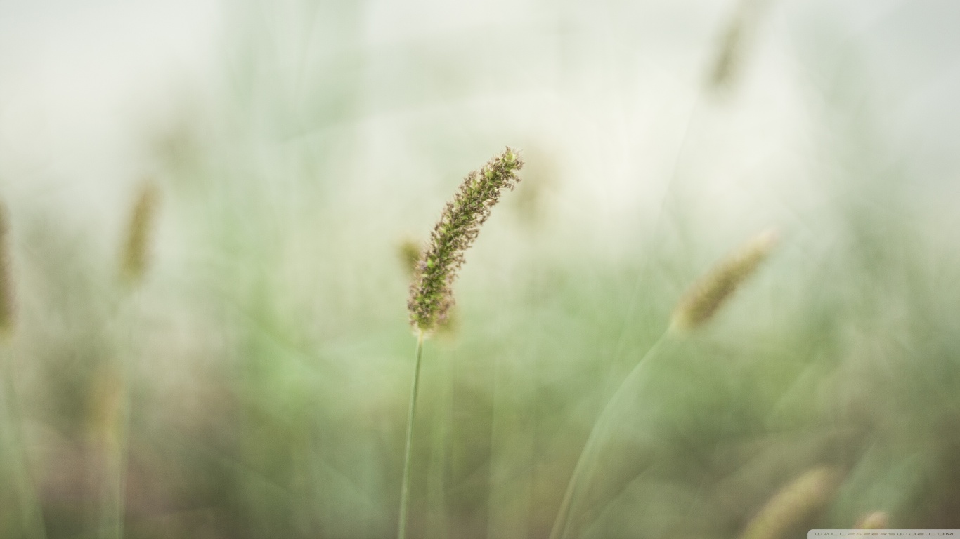 Handy-Wallpaper Gras, Erde/natur kostenlos herunterladen.