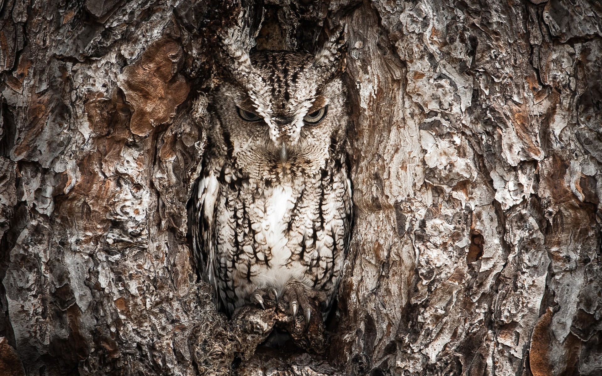 Baixe gratuitamente a imagem Animais, Aves, Coruja na área de trabalho do seu PC