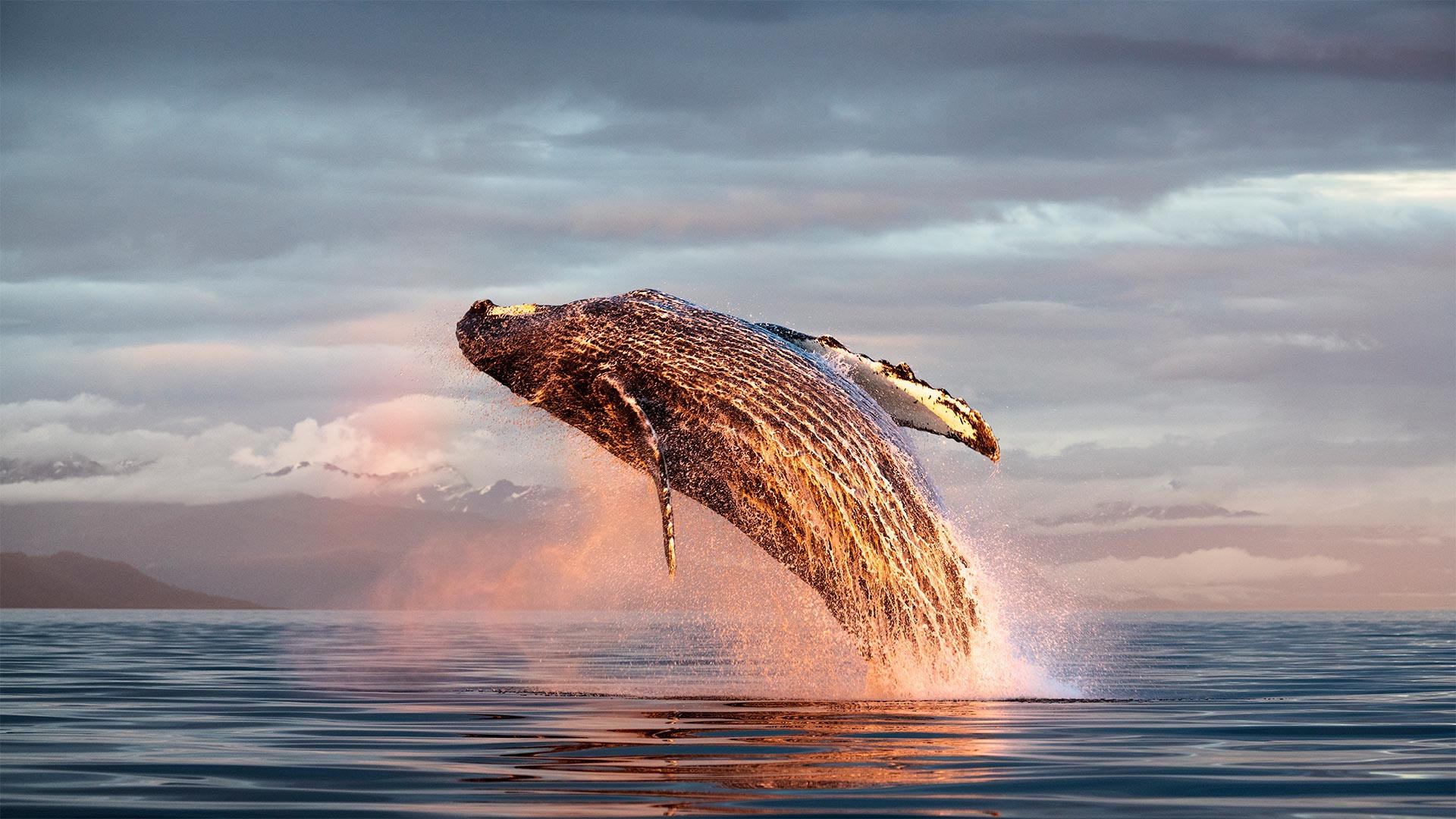 987131 descargar fondo de pantalla animales, ballena jorobada, vida marina, ballena: protectores de pantalla e imágenes gratis