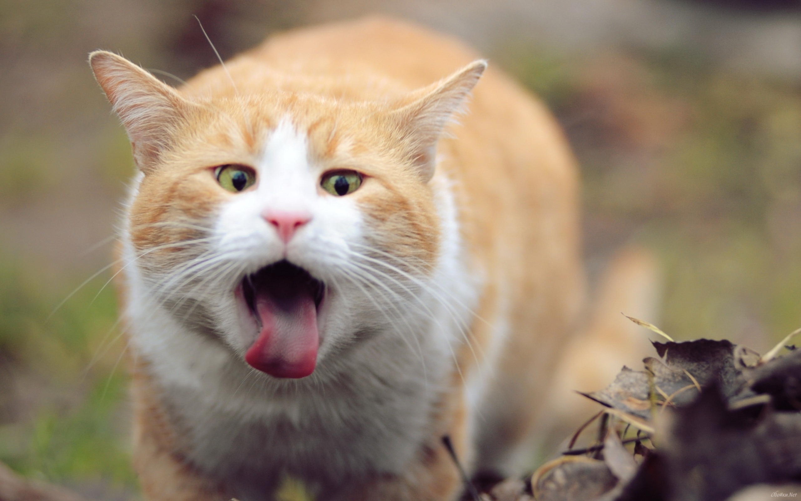 Baixar papel de parede para celular de Animais, Gatos, Gato gratuito.