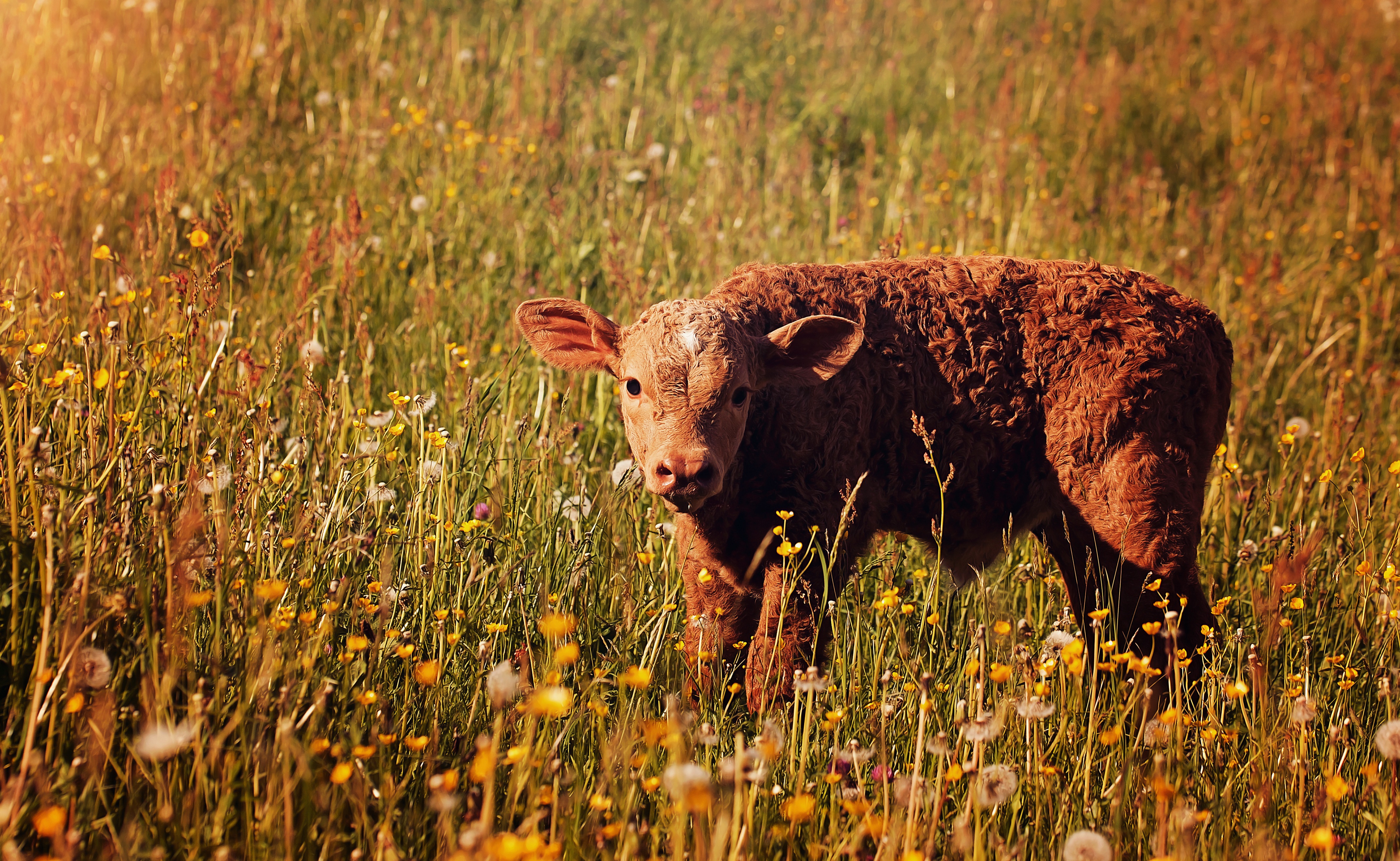 PCデスクトップに動物, 牛, 牧草地, 赤ちゃん動物画像を無料でダウンロード