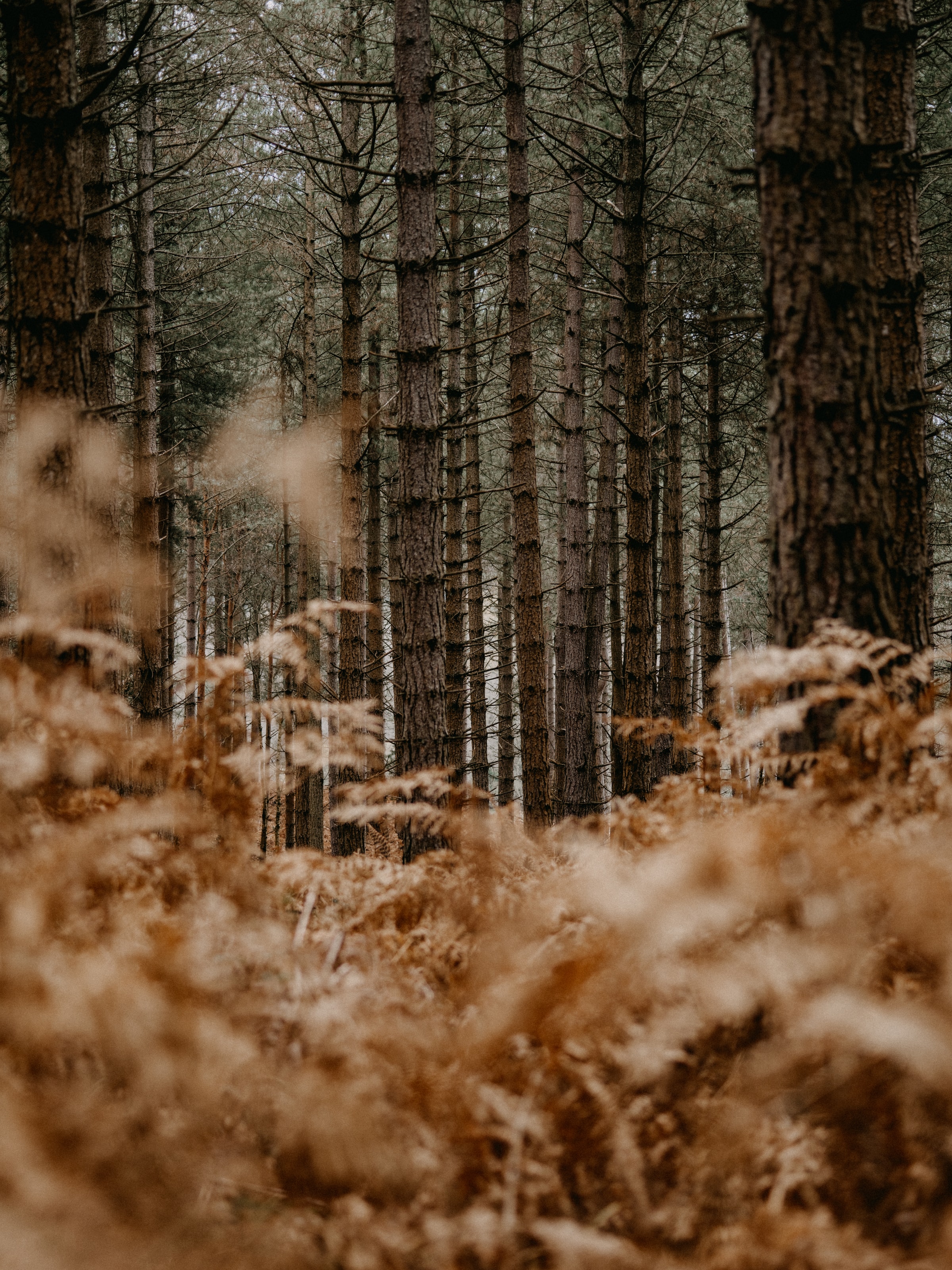 Download mobile wallpaper Forest, Pine, Trees, Fern, Nature for free.