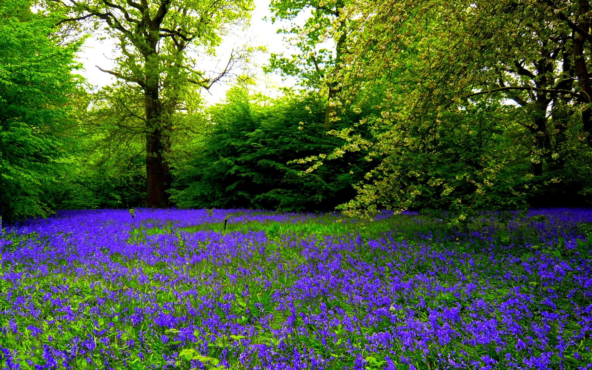 Laden Sie das Natur, Blume, Wald, Erde/natur-Bild kostenlos auf Ihren PC-Desktop herunter