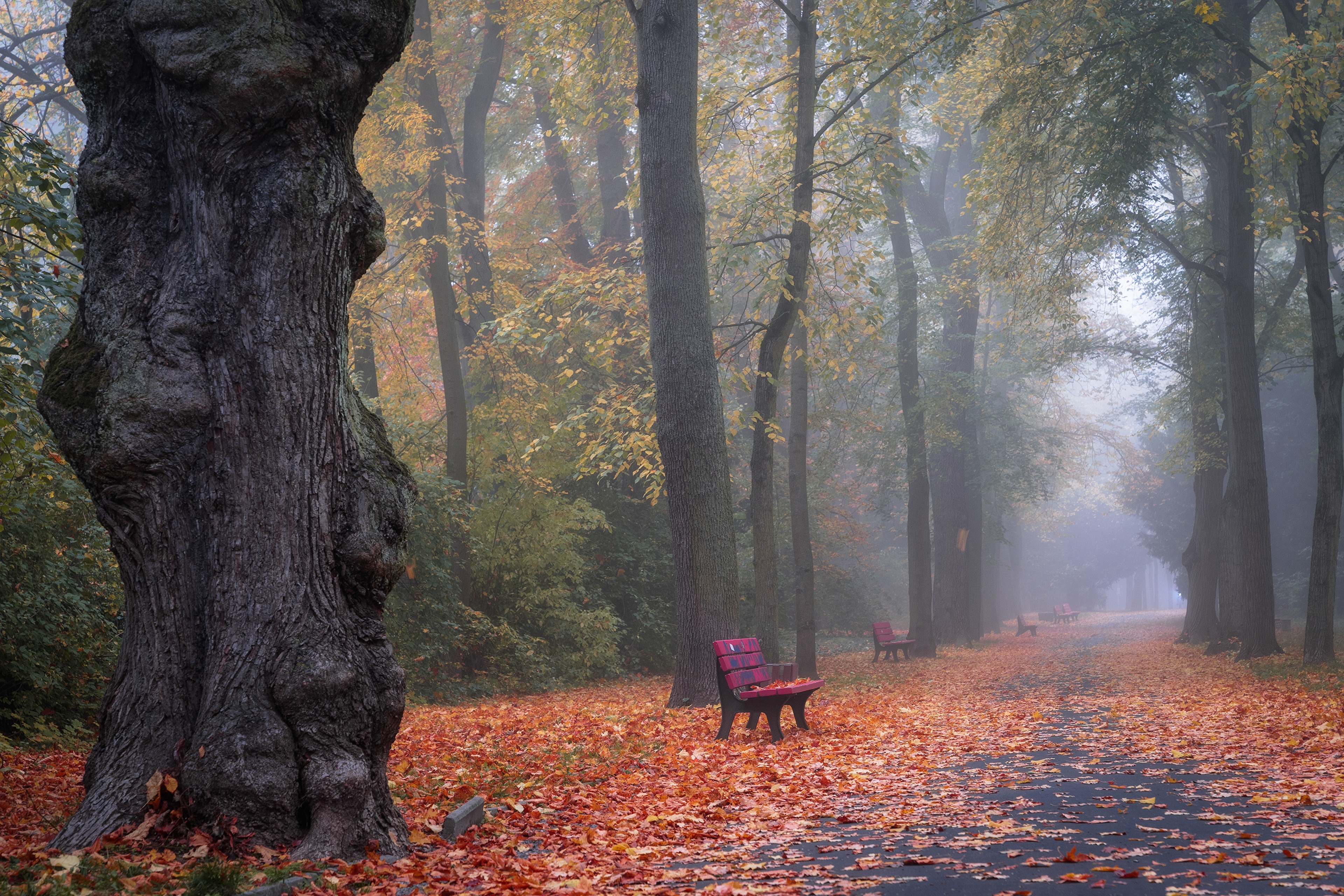 Laden Sie das Herbst, Bank, Wald, Park, Nebel, Pfad, Fotografie-Bild kostenlos auf Ihren PC-Desktop herunter