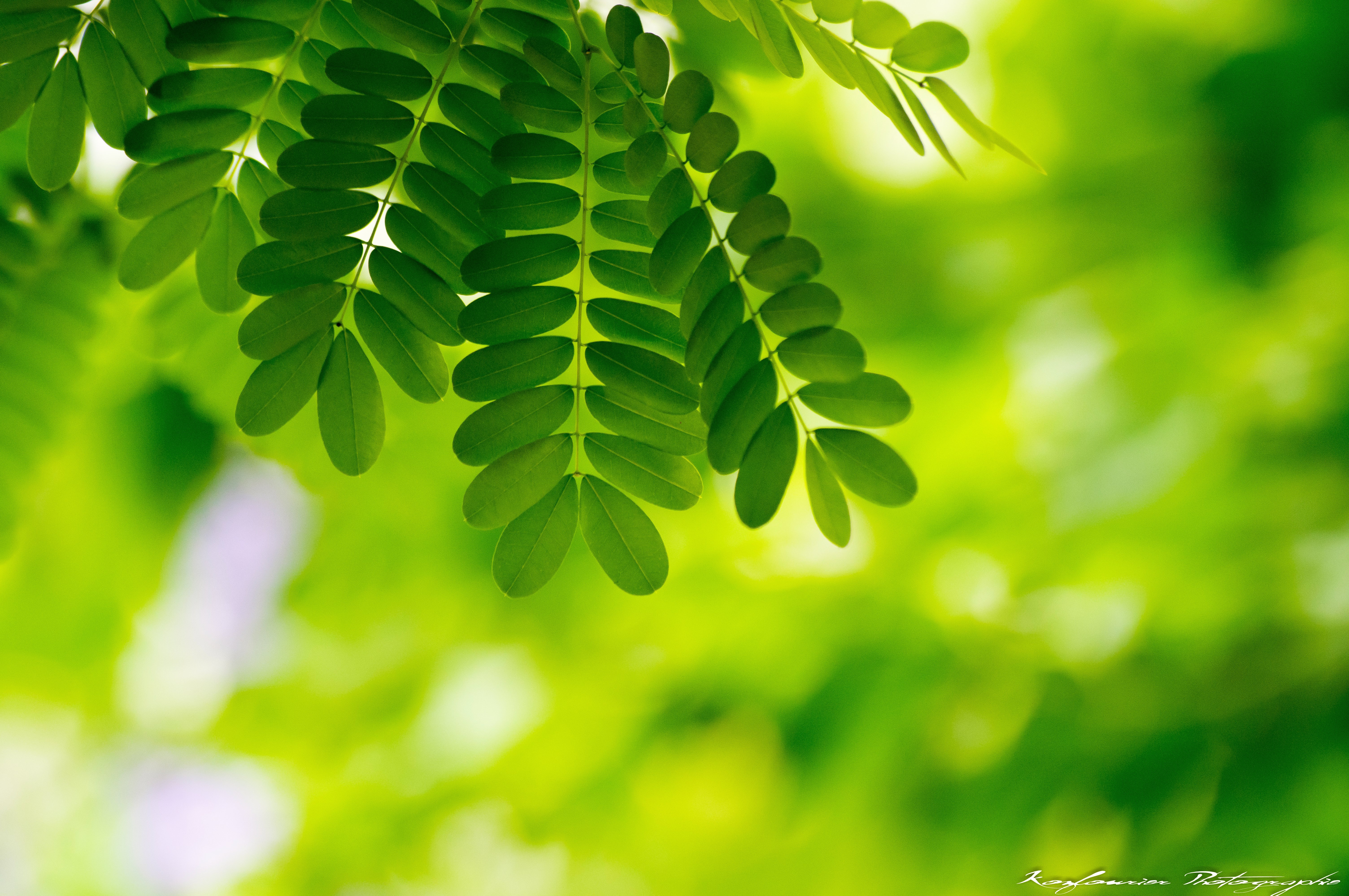 plants, green, leaves, macro HD wallpaper