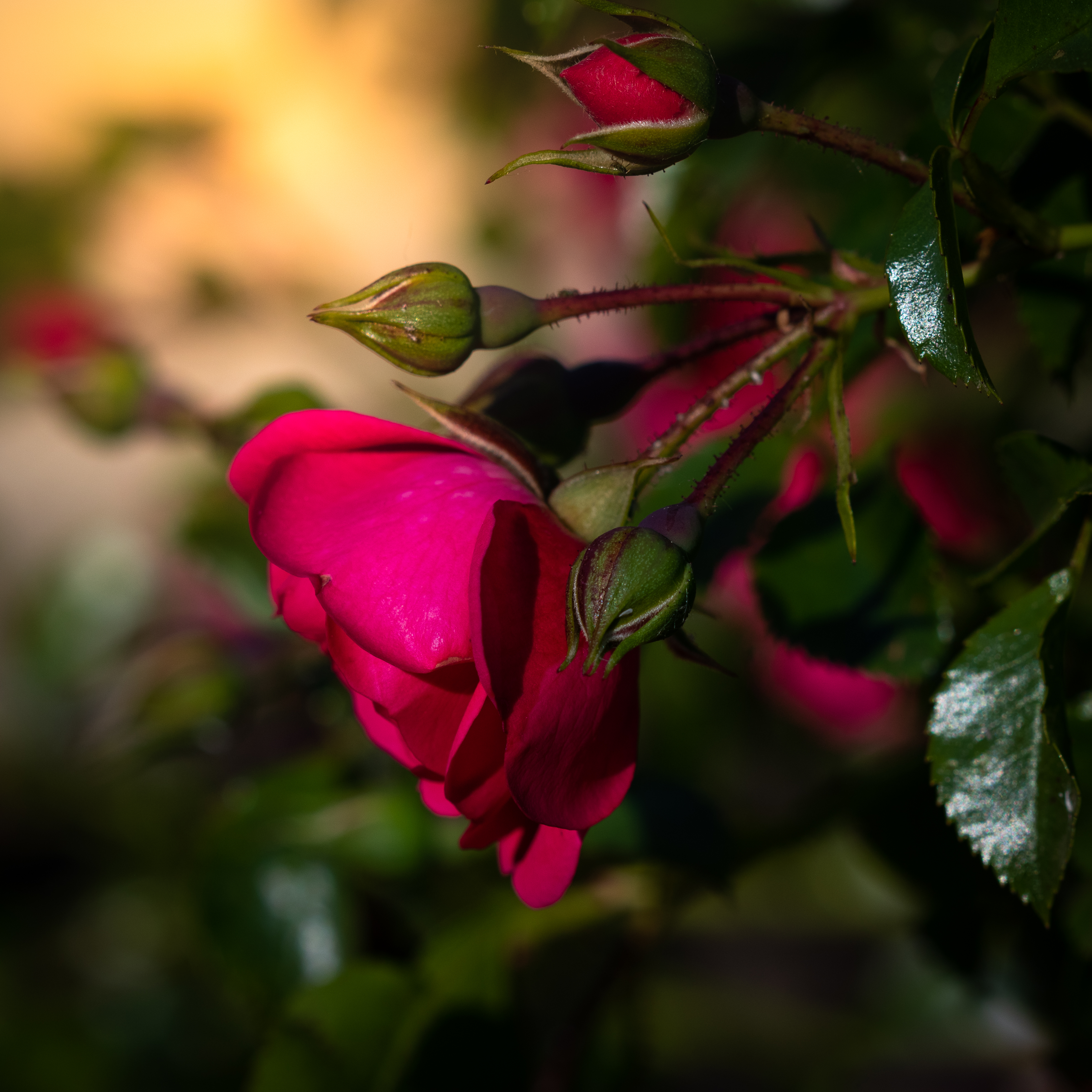 leaves, flowers, pink, flower, rose flower, rose, petals Image for desktop