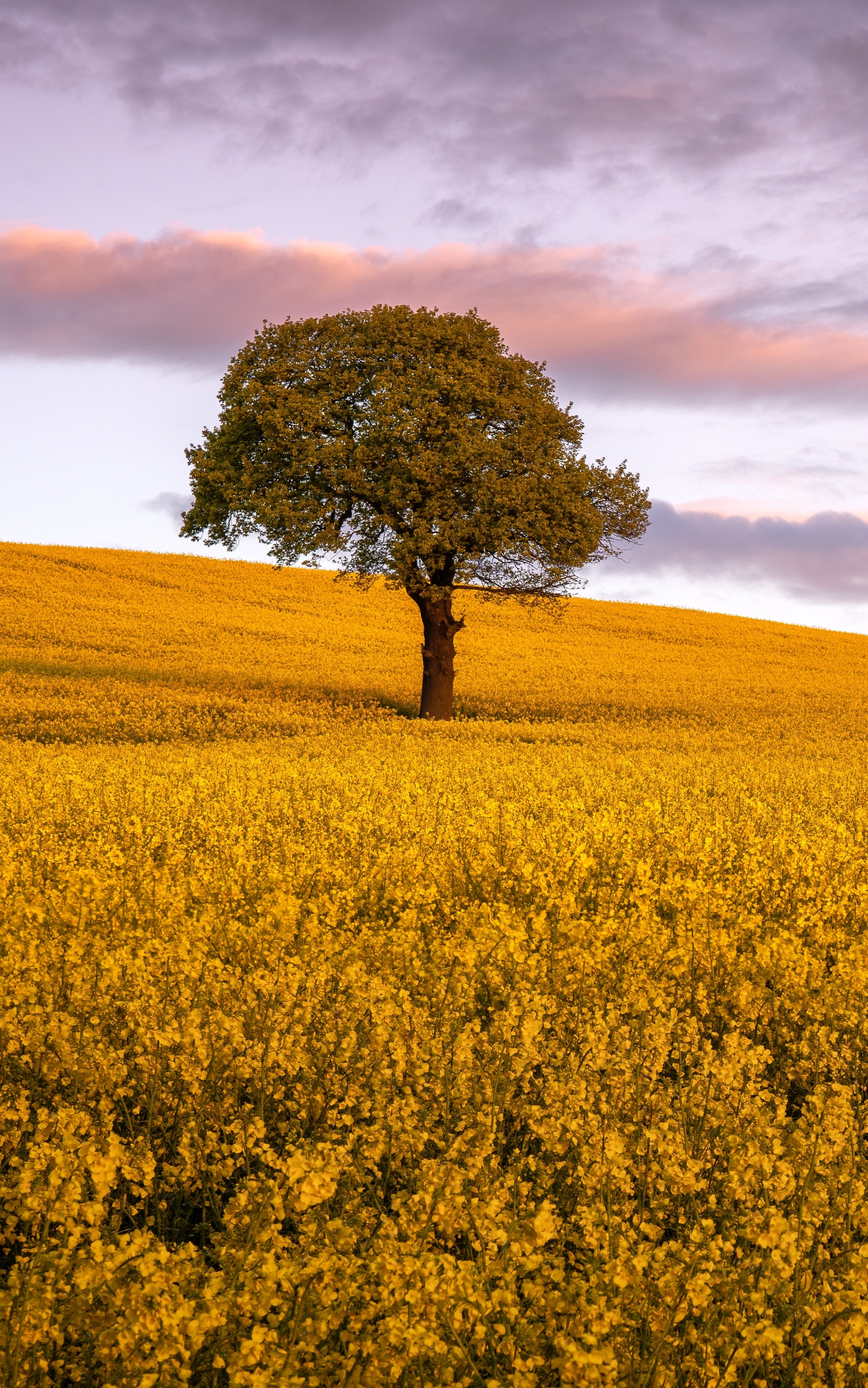 Download mobile wallpaper Flower, Tree, Earth, Field, Yellow Flower, Rapeseed for free.