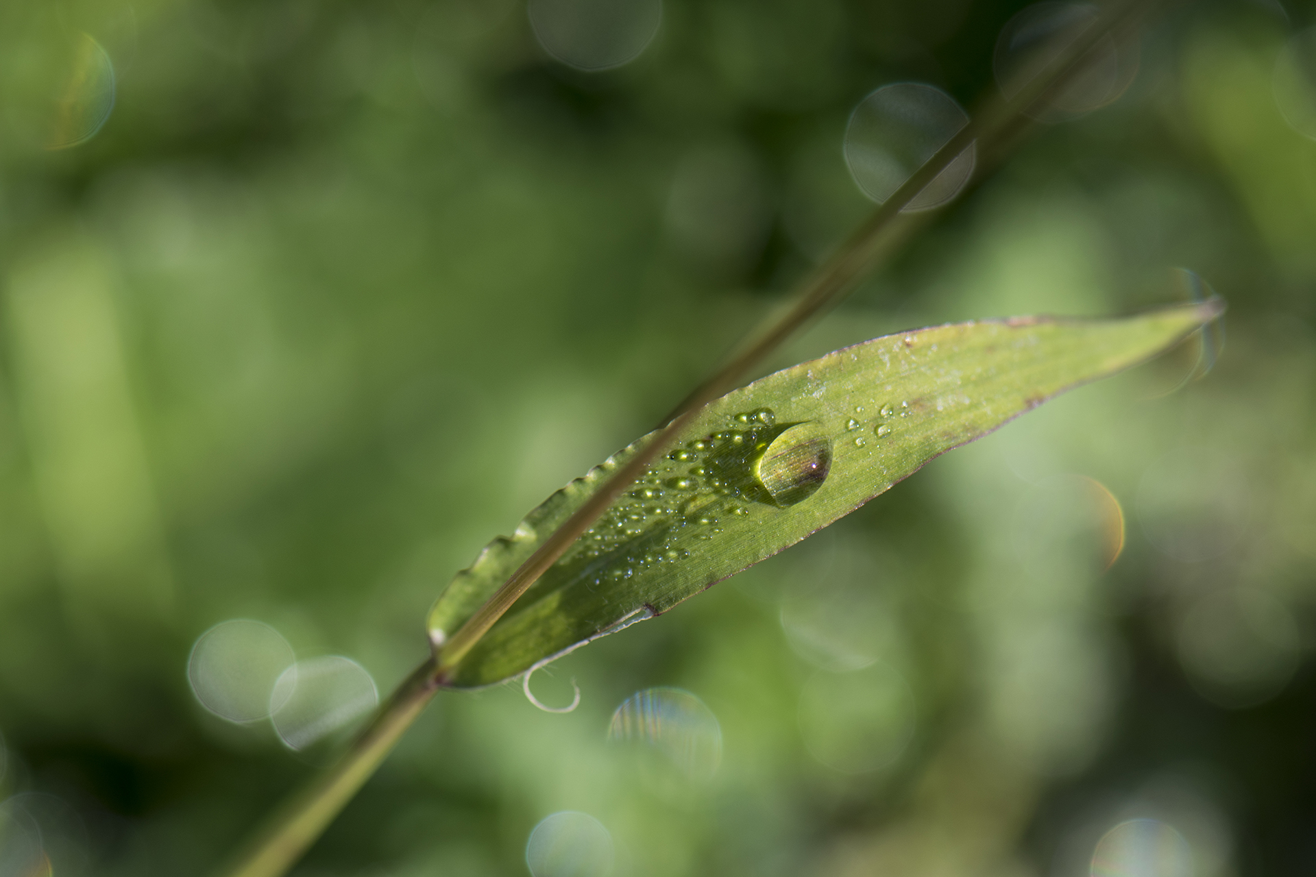 Download mobile wallpaper Nature, Leaf, Earth, Dew, Bokeh, Water Drop for free.