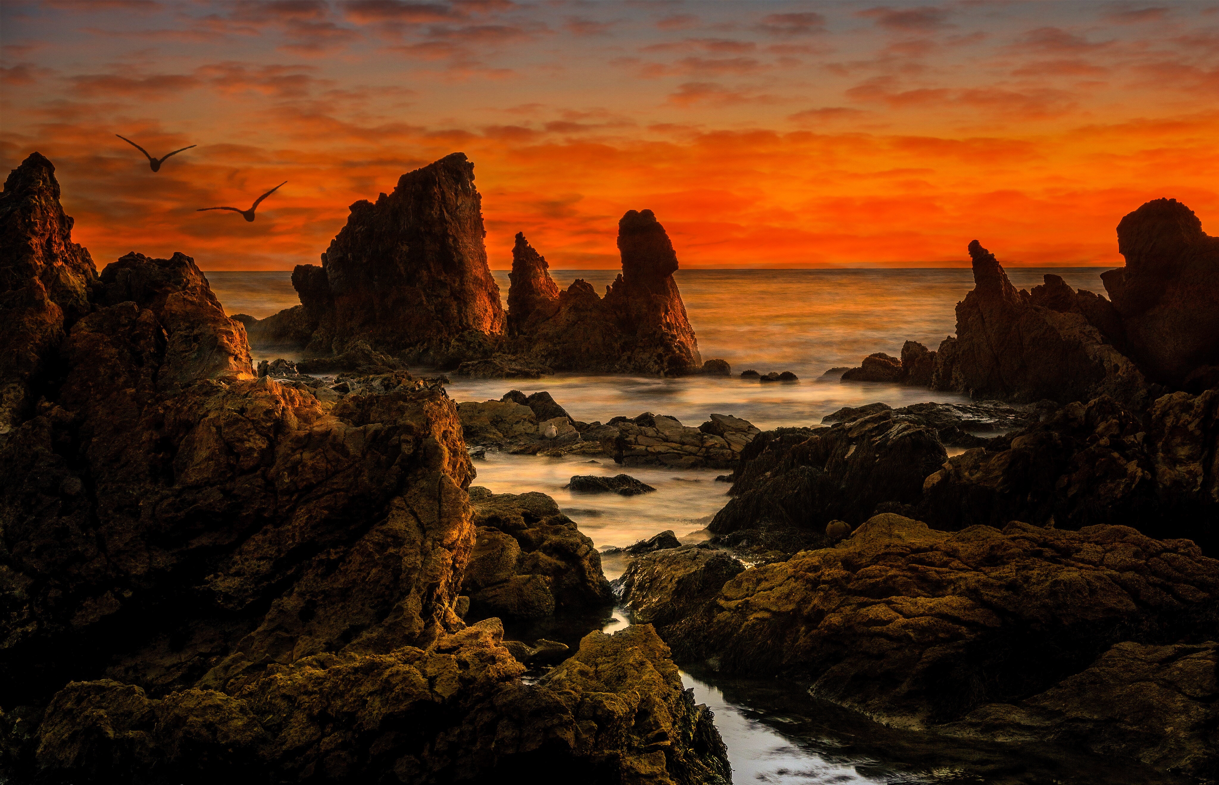 Скачать картинку Пейзаж, Птицы, Закат, Океан, Сша, Калифорния, Земля/природа в телефон бесплатно.