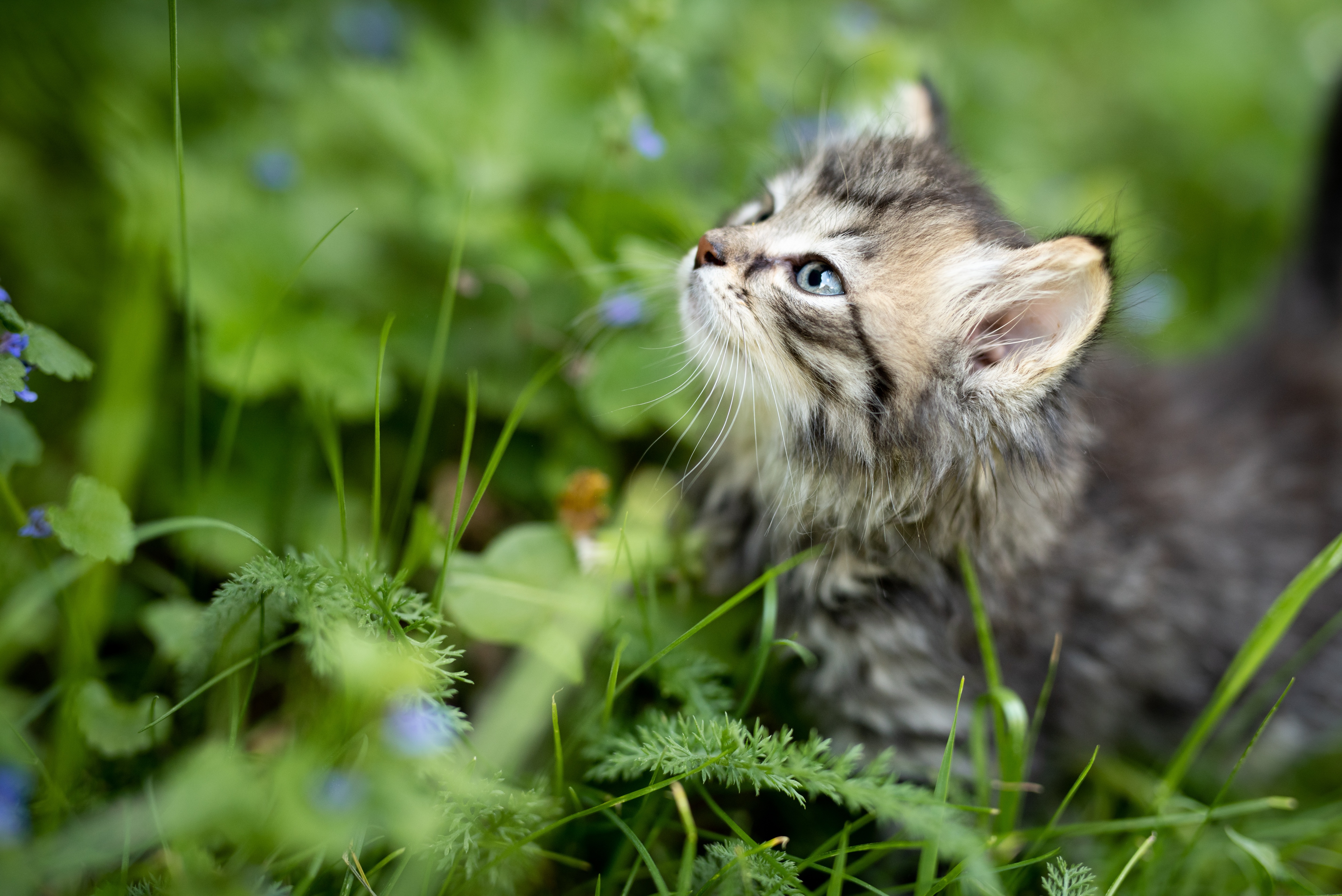 PCデスクトップに動物, ネコ, 猫, 子猫, 赤ちゃん動物画像を無料でダウンロード