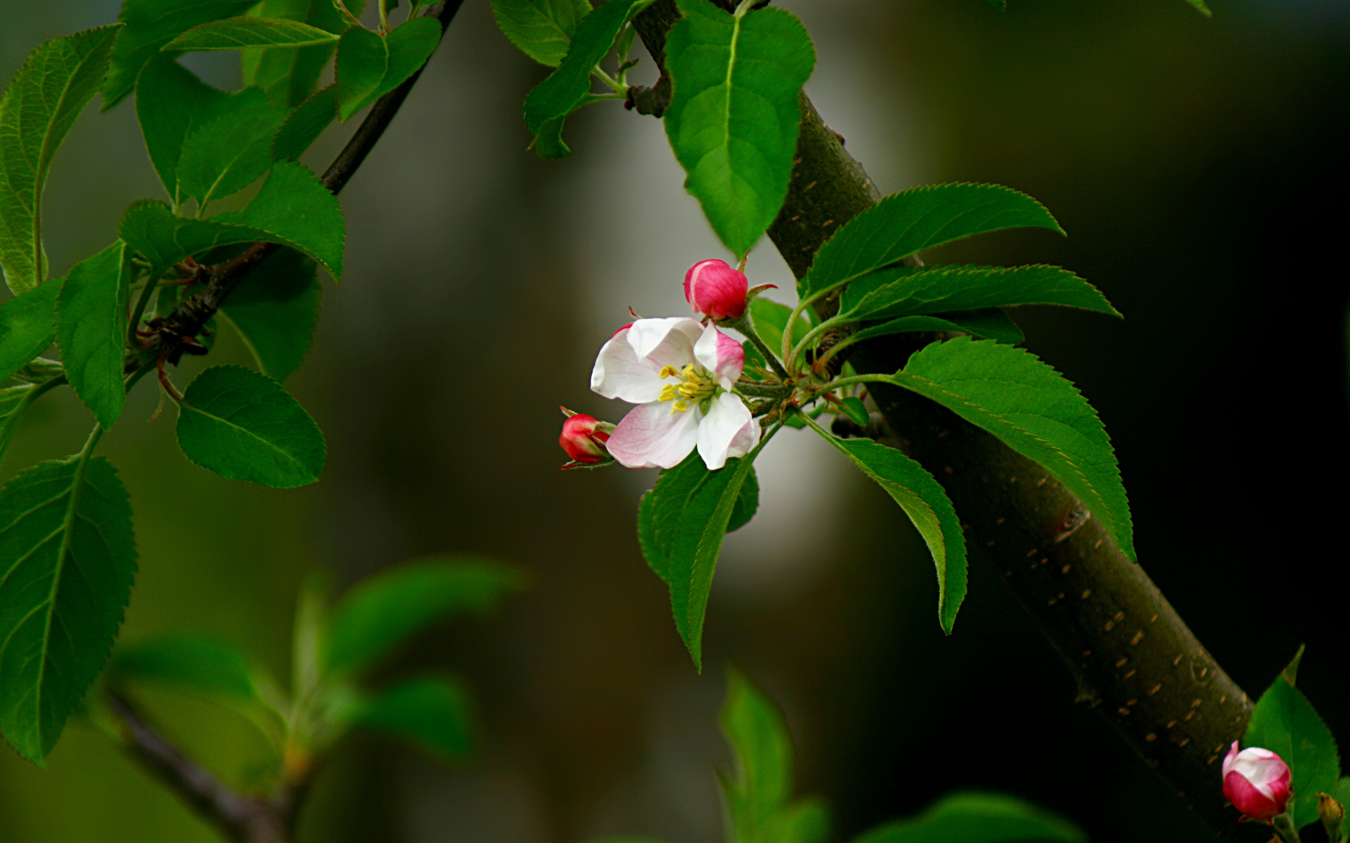 Téléchargez gratuitement l'image Pomme, Fleur, Floraison, Terre/nature, Bifurquer, Le Printemps sur le bureau de votre PC