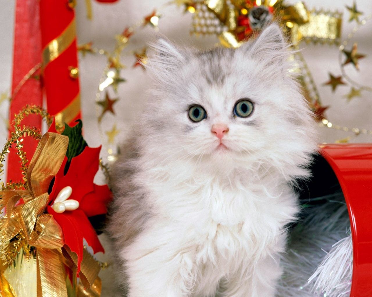 animals, new year, toys, cat, fluffy, bows, presents, gifts