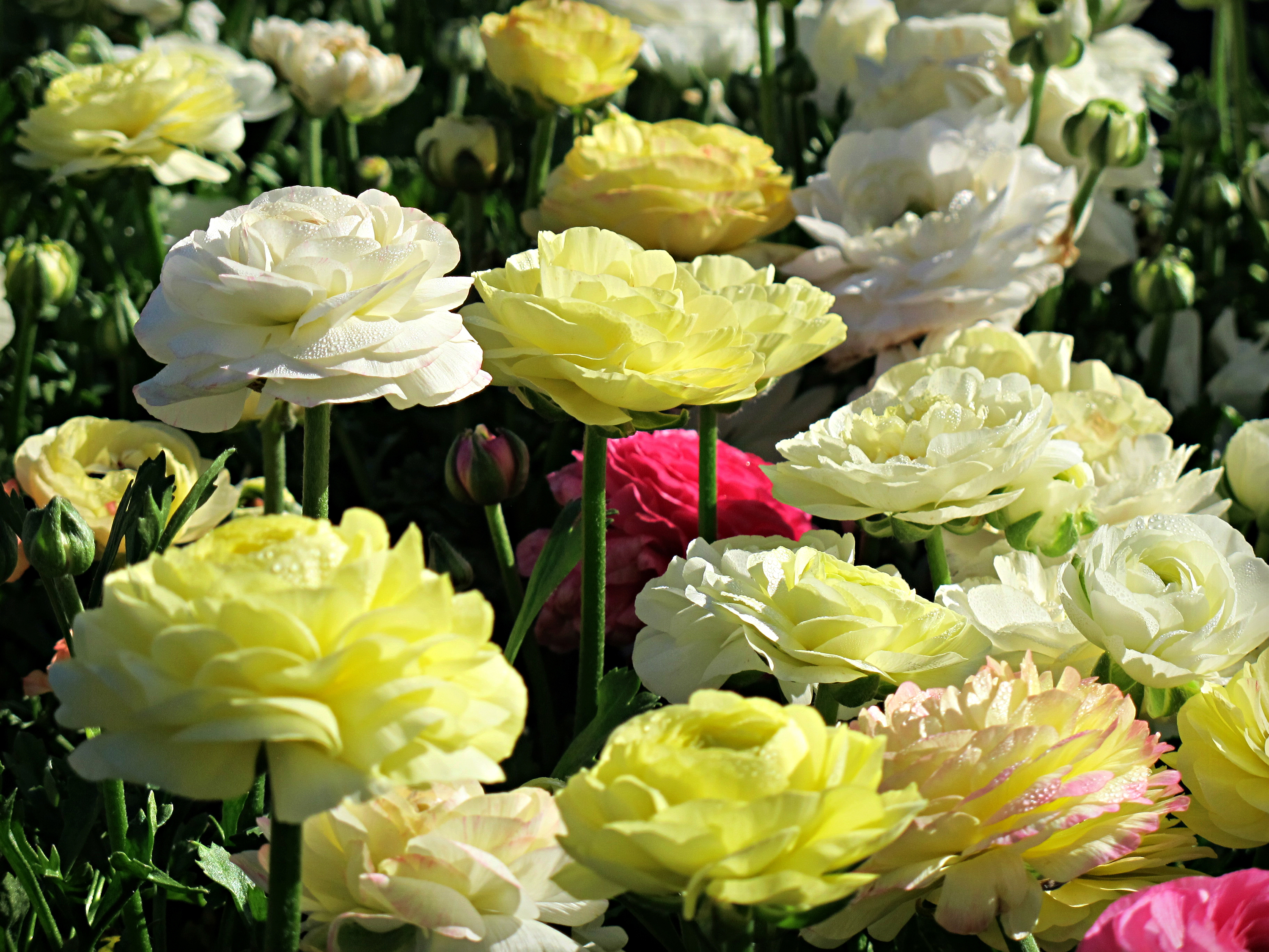 414465壁紙のダウンロード地球, ラナンキュラ, 花, 白い花, 黄色い花, フラワーズ-スクリーンセーバーと写真を無料で