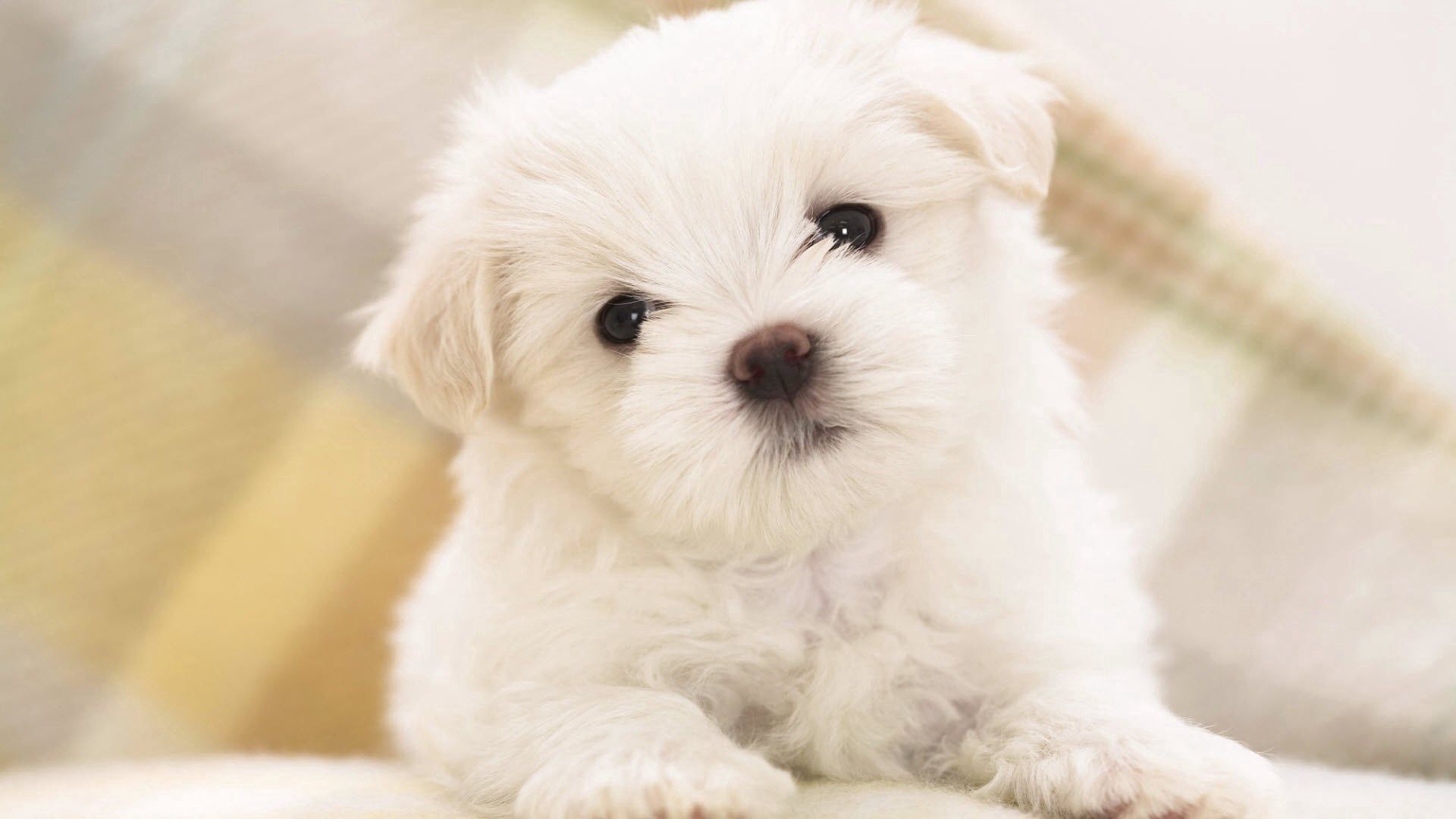 72795画像をダウンロード犬, 子犬, 動物, 白い, キッド, トット-壁紙とスクリーンセーバーを無料で